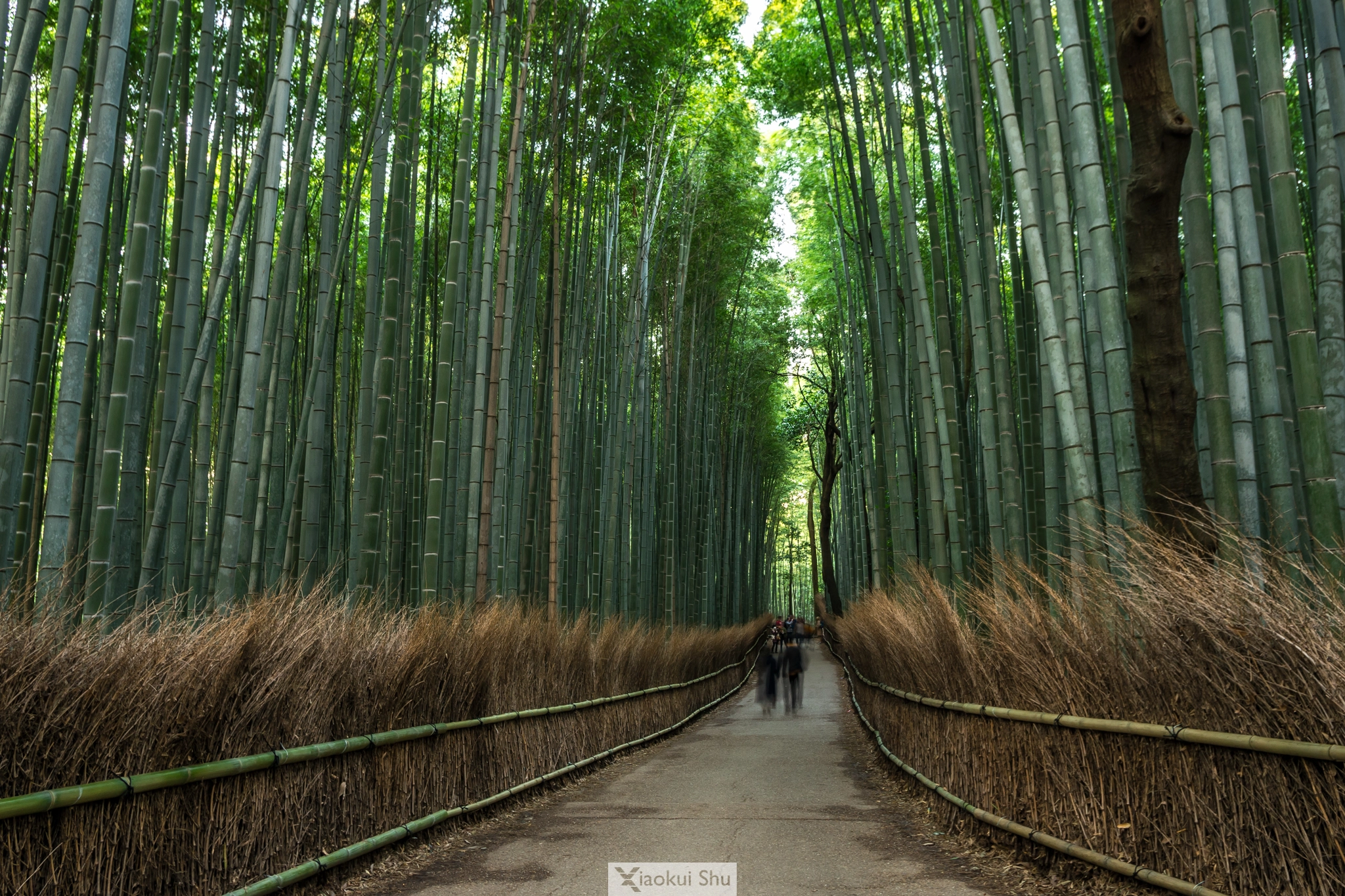 Pentax K-5 II sample photo. A story of bamboo photography