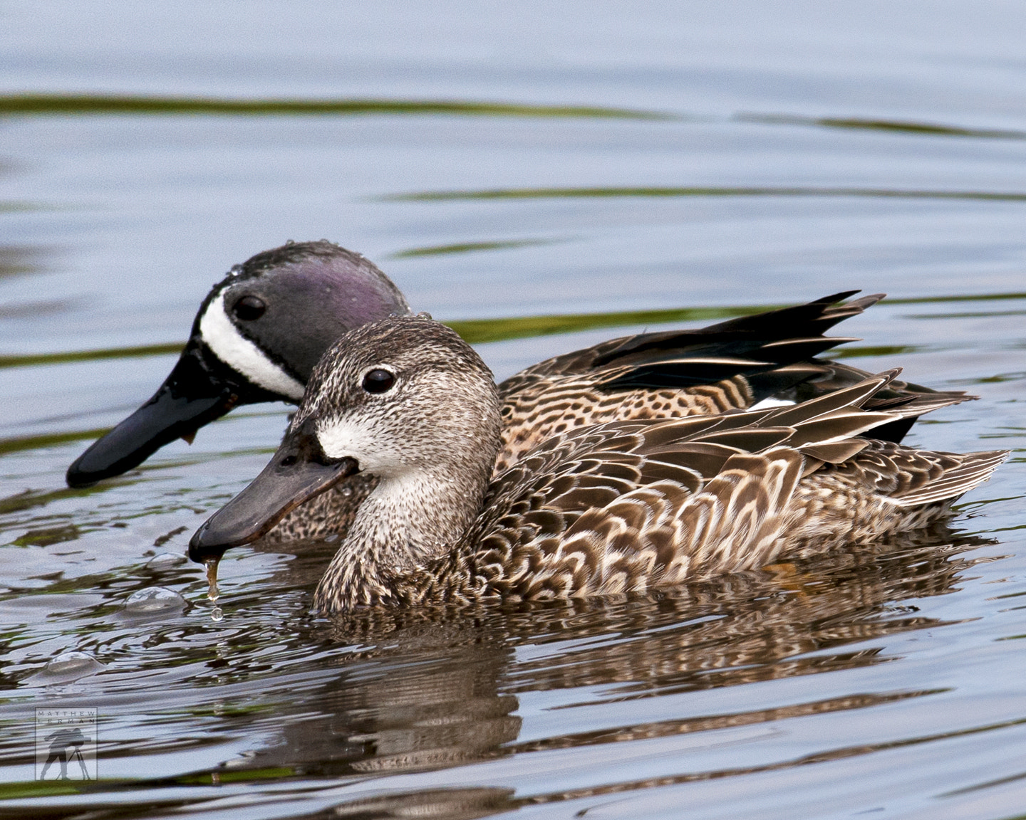 Nikon D300 + Nikon AF-S Nikkor 600mm F4G ED VR sample photo. Couple of teals photography