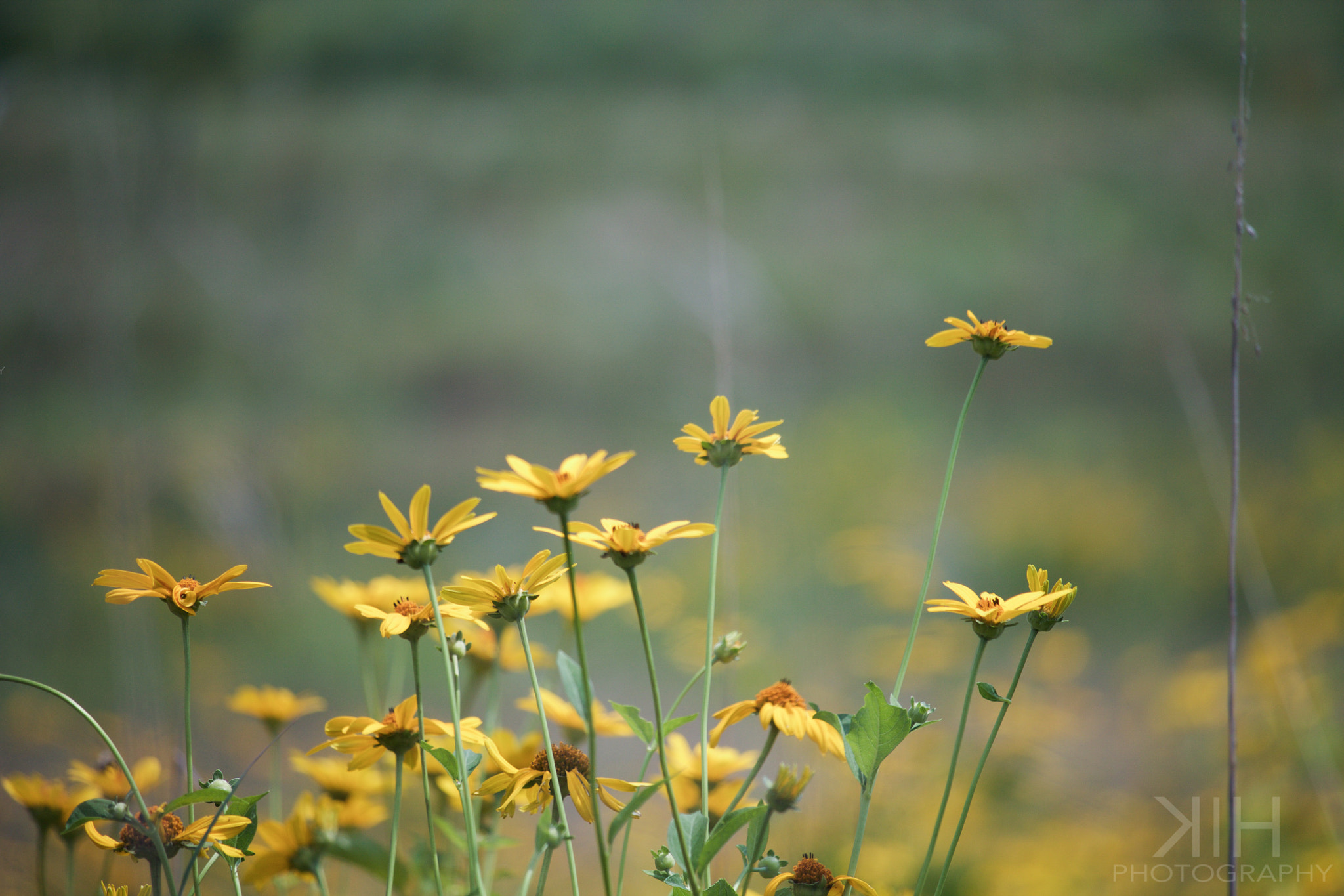 Canon EF-S 55-250mm F4-5.6 IS STM sample photo. Fields of yellow photography