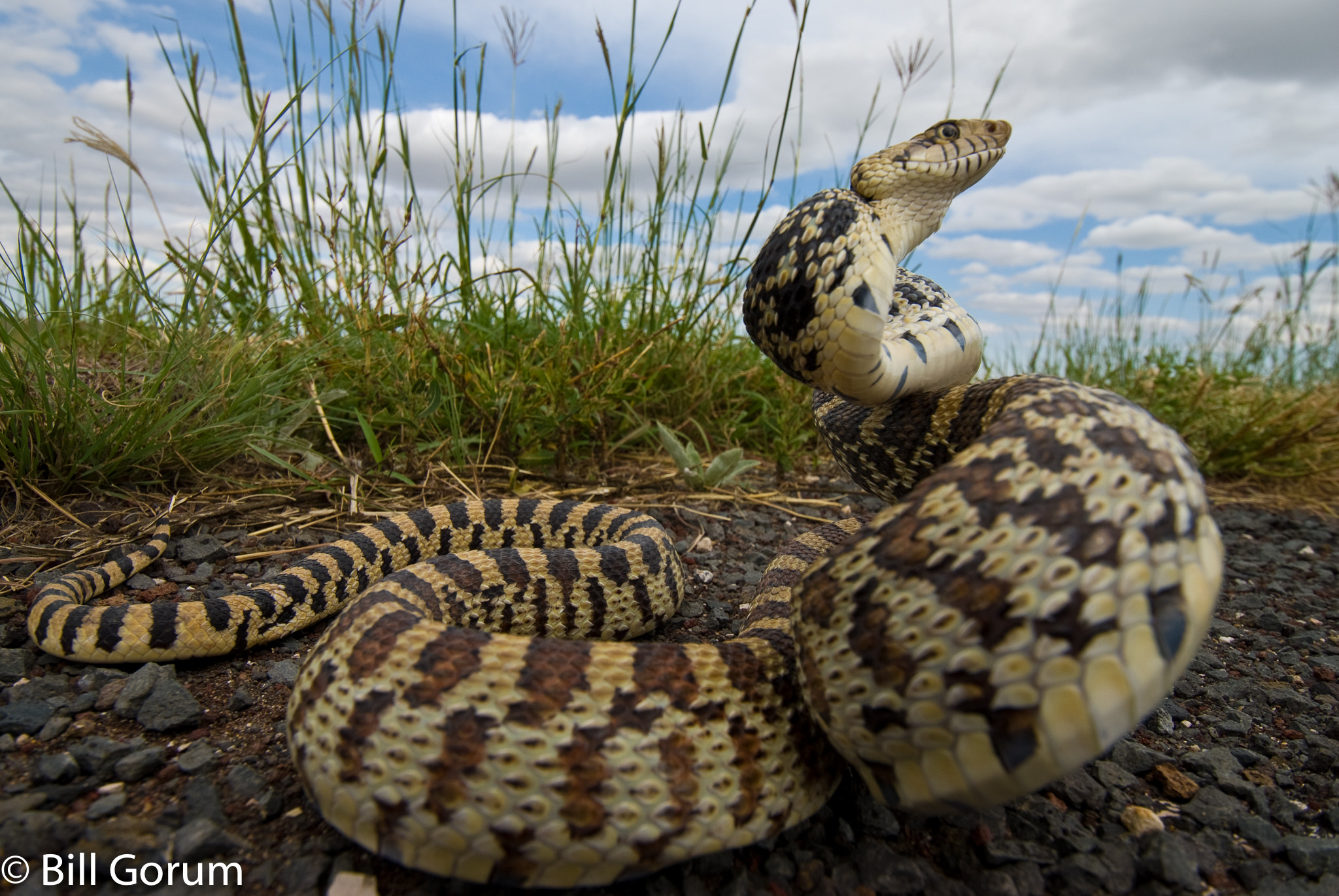 Nikon D200 sample photo. Bullsnake, (pituophis catenifer sayi), new mexico photography
