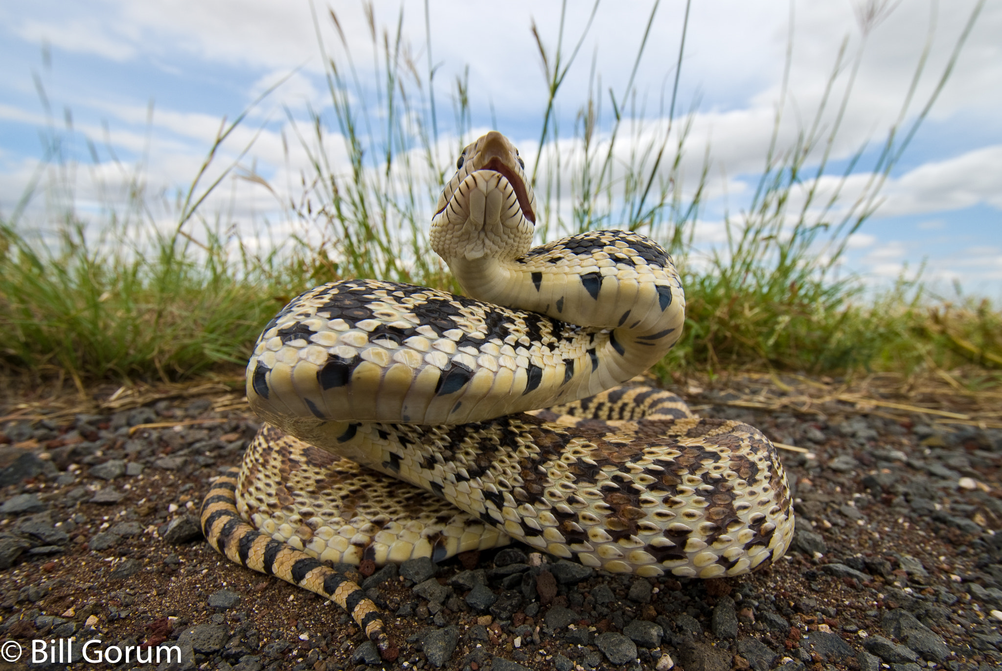 Nikon D200 sample photo. Bullsnake, (pituophis catenifer sayi), new mexico photography