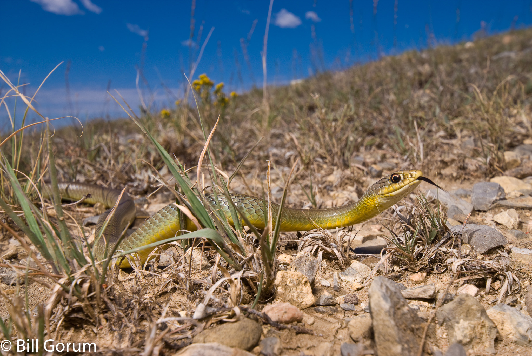 Nikon D200 + Nikon AF-S DX Nikkor 10-24mm F3-5-4.5G ED sample photo. Eastern yellow-bellied racer, new mexico. photography