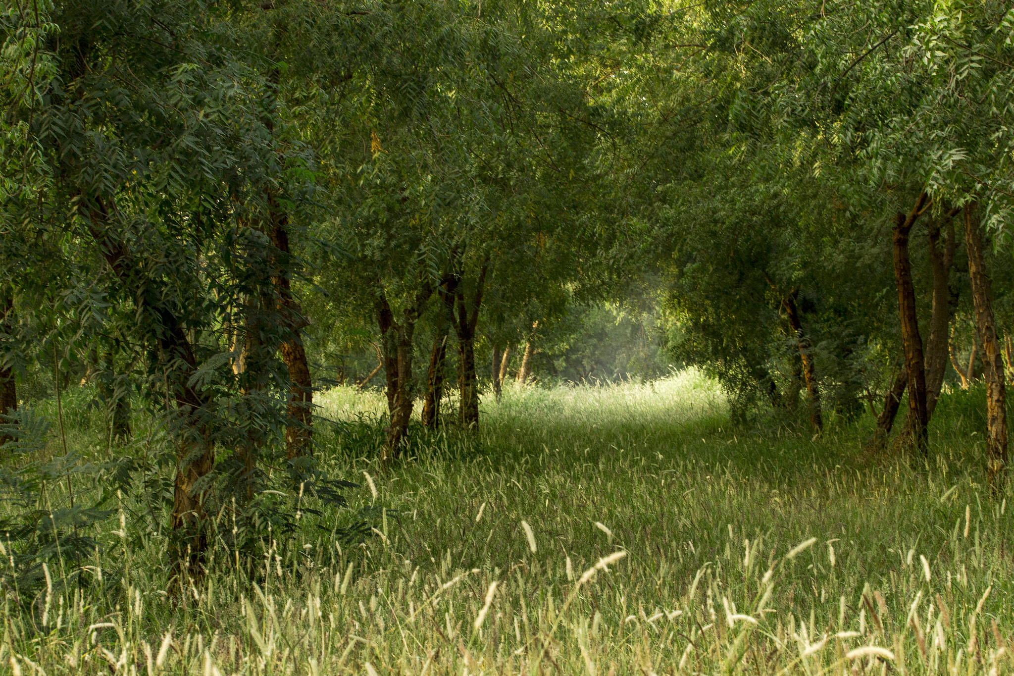 Canon EF 70-200mm F2.8L USM sample photo. Like a dream photography