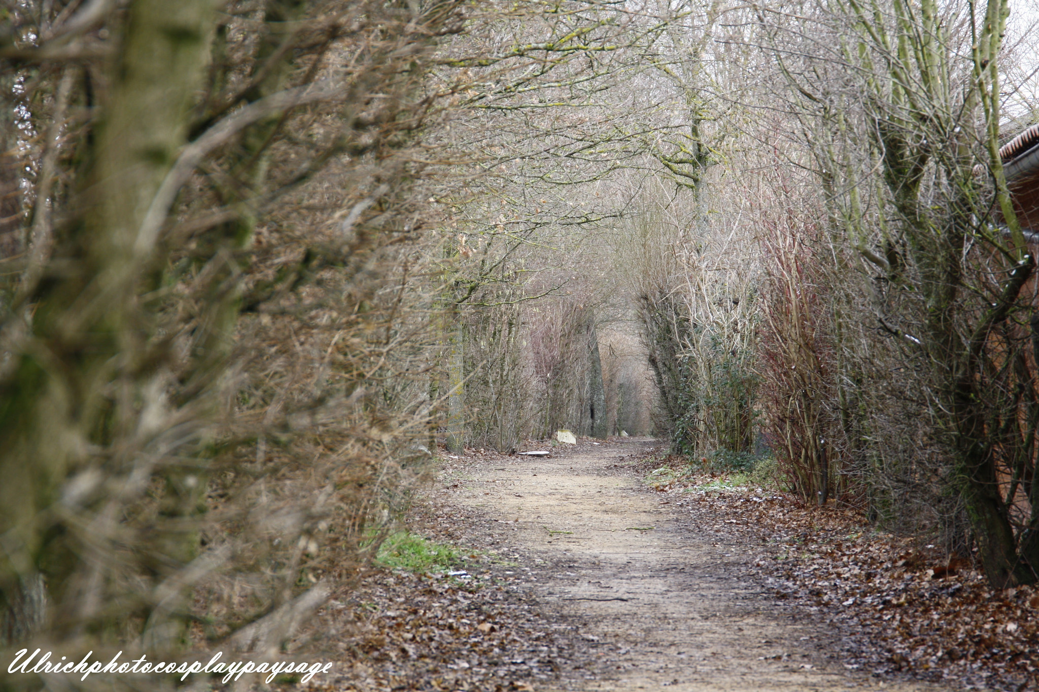 Canon EF 24-105mm F3.5-5.6 IS STM sample photo. Chemin botanique photography