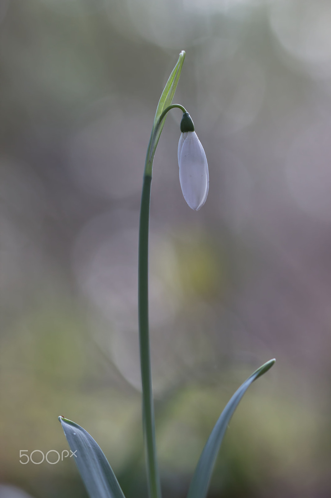 Canon EOS 600D (Rebel EOS T3i / EOS Kiss X5) + Canon EF 100mm F2.8 Macro USM sample photo. Nearly spring photography