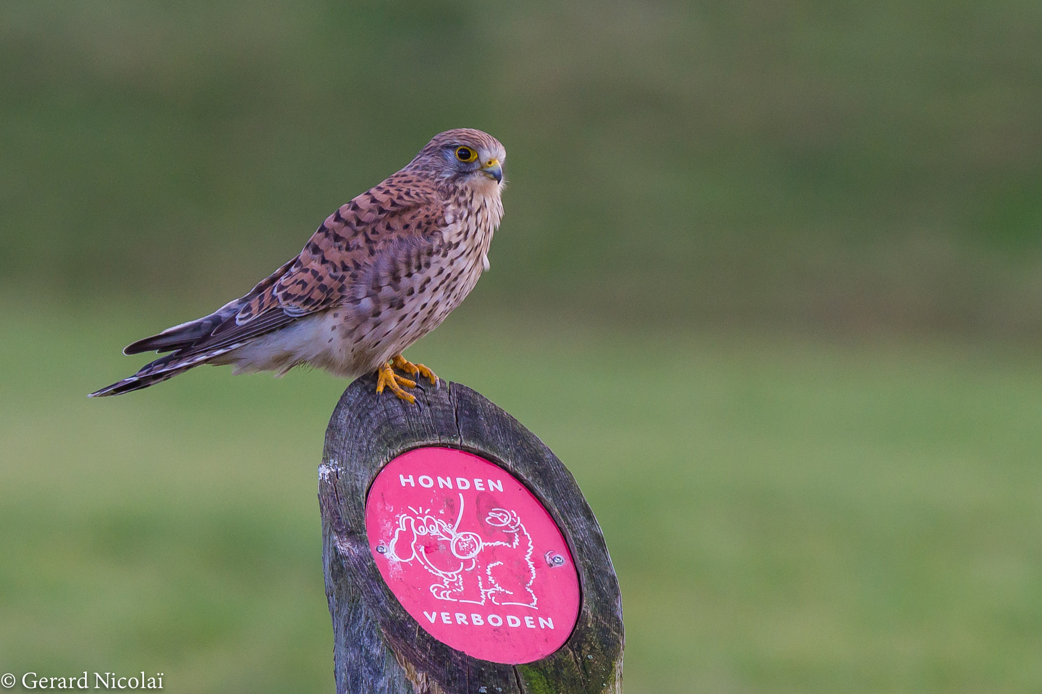 Canon EF 300mm F2.8L IS USM sample photo. Kestrel photography