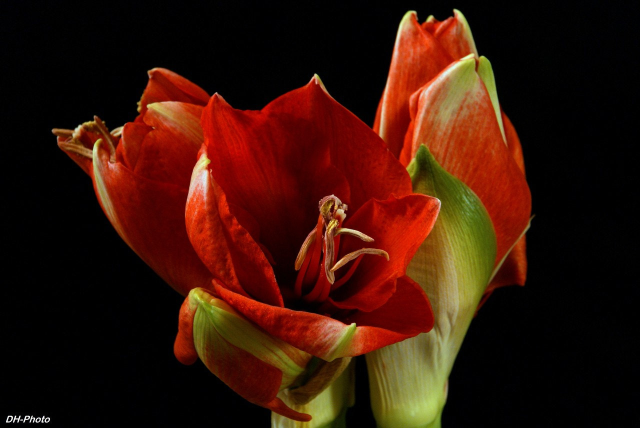 Sigma 18-250mm F3.5-6.3 DC OS HSM sample photo. Amaryllis photography
