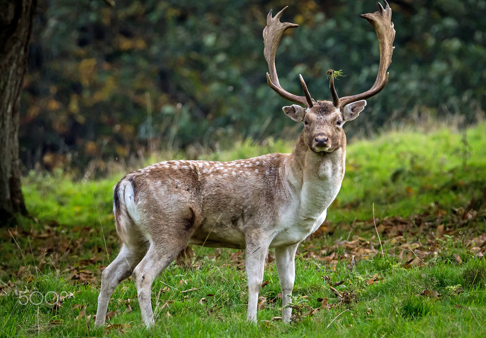 Tamron SP 150-600mm F5-6.3 Di VC USD sample photo. Fallow stag photography