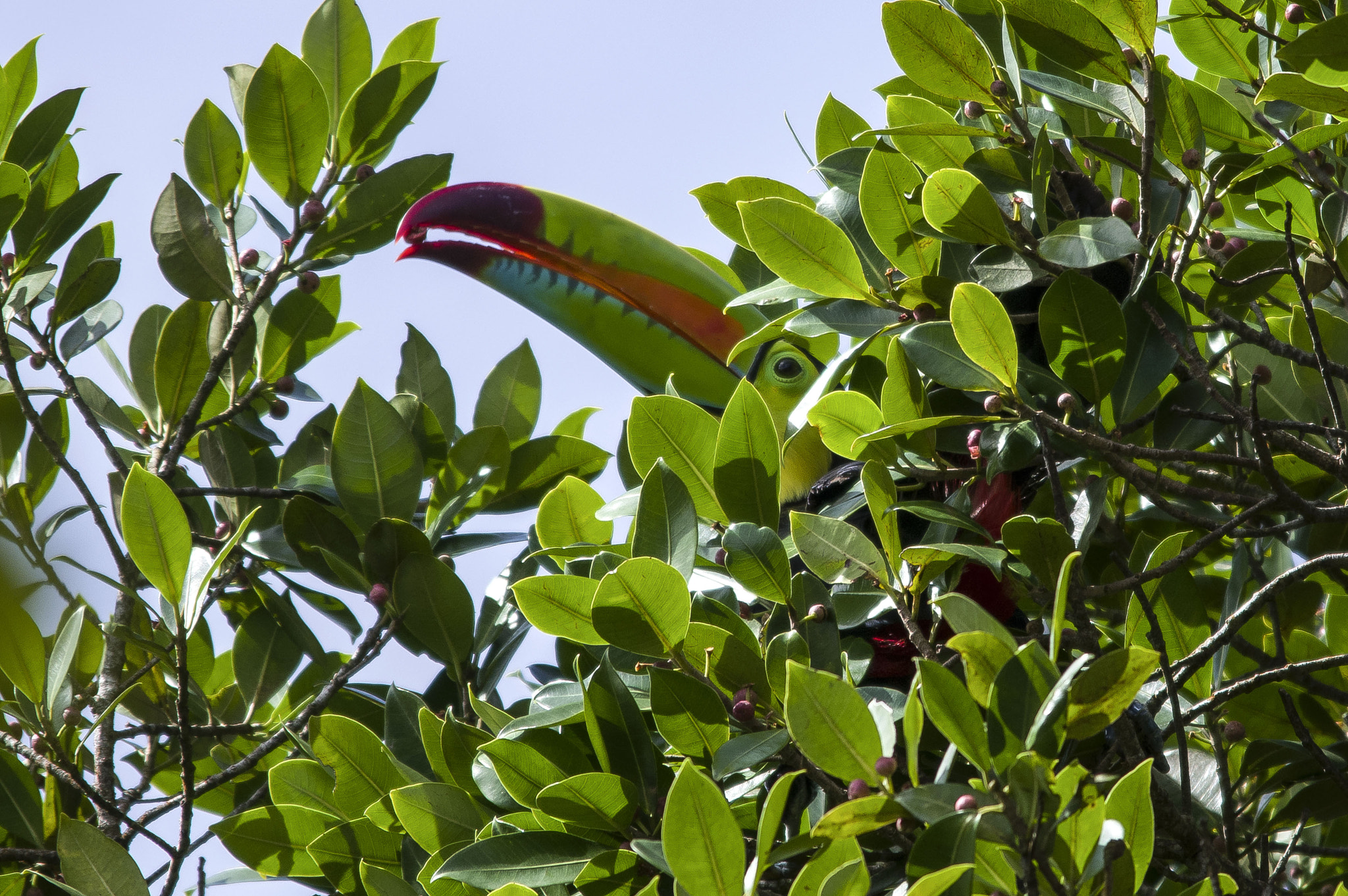 Sigma 150-500mm F5-6.3 DG OS HSM sample photo. Camouflage photography