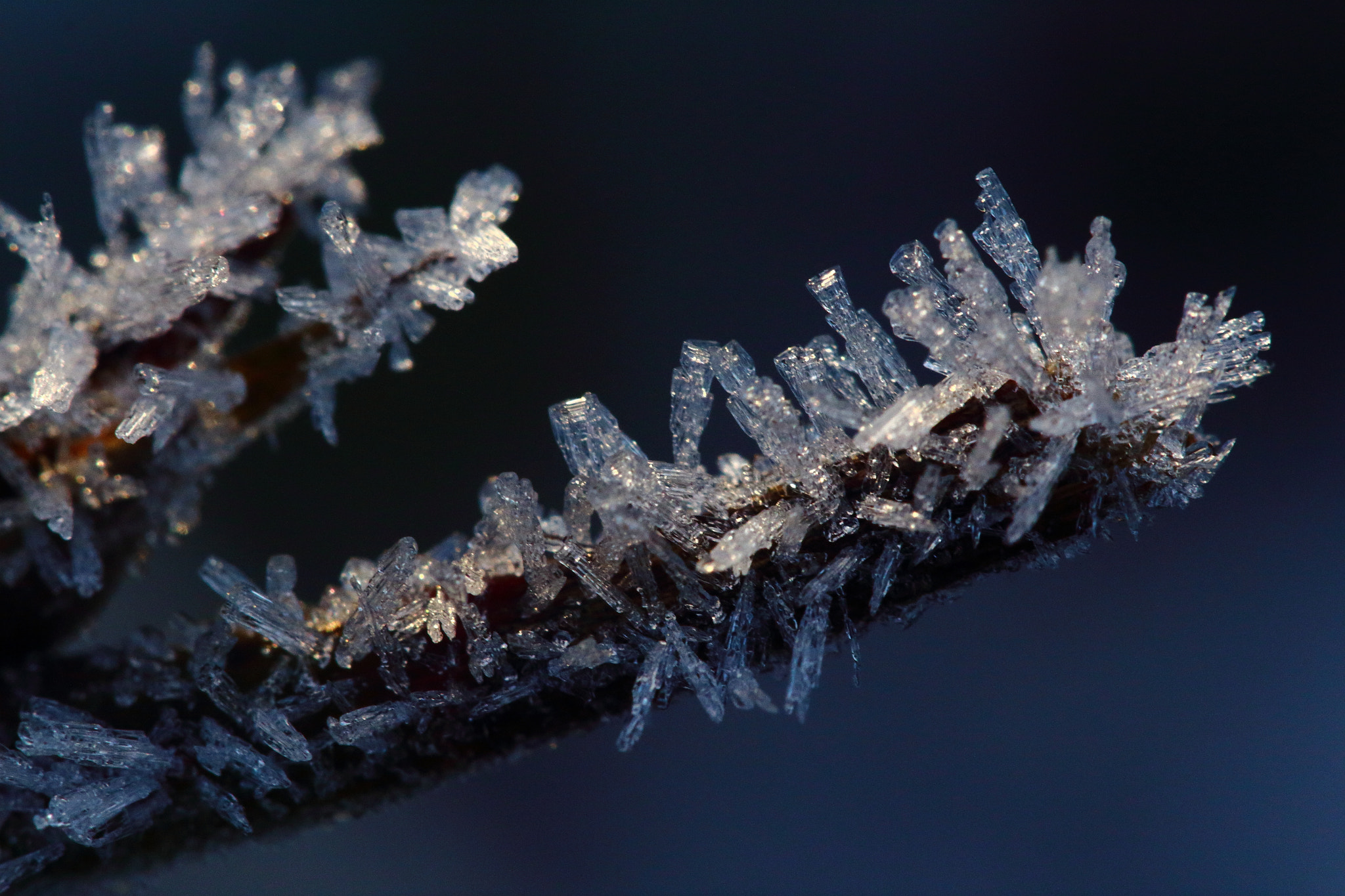 Canon EOS 650D (EOS Rebel T4i / EOS Kiss X6i) + Canon EF 100mm F2.8 Macro USM sample photo. Frosty branch photography