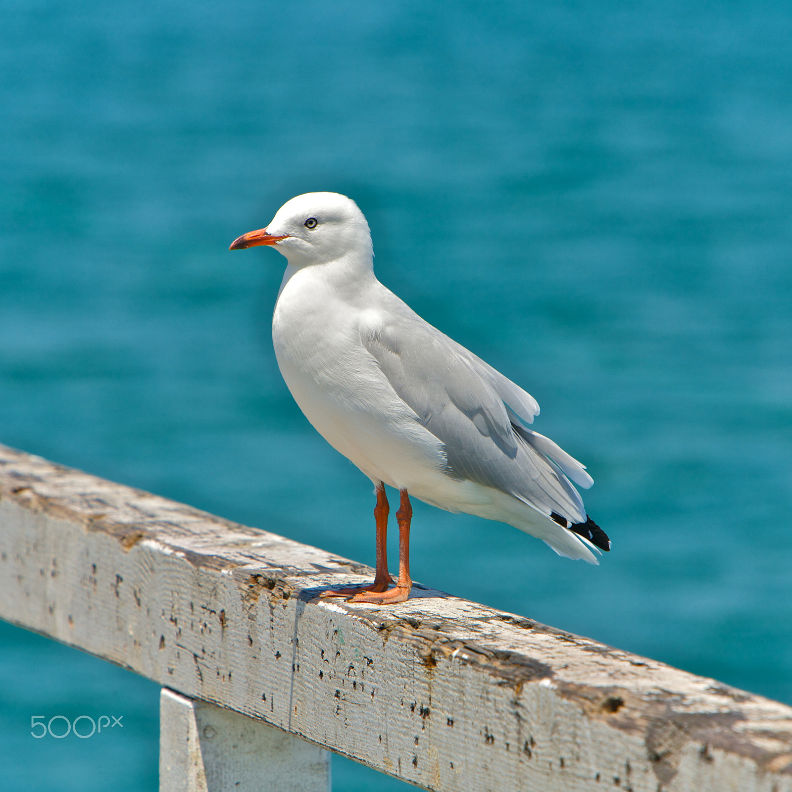 Canon EOS 5D + Canon EF 70-200mm F2.8L IS USM sample photo. Seagull photography