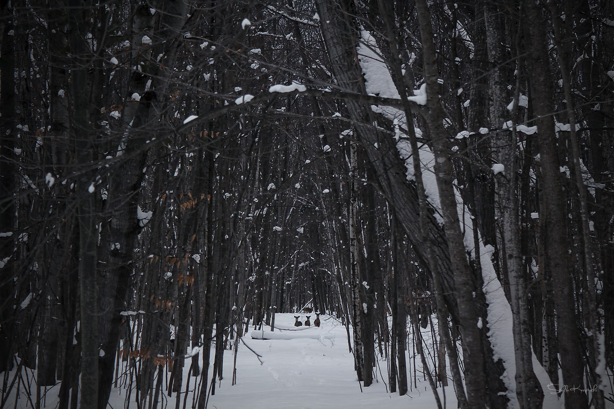 Canon EF 28-90mm f/4-5.6 USM sample photo. The three deer photography