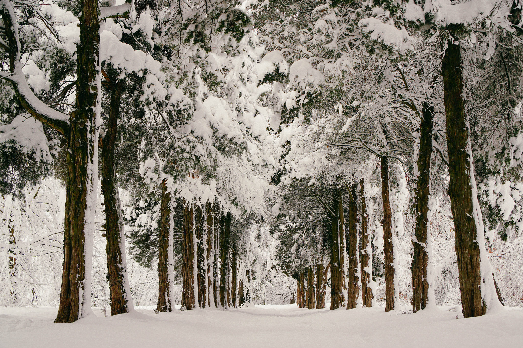 Sony a5100 + Sony E 35mm F1.8 OSS sample photo. Park after a snow storm photography