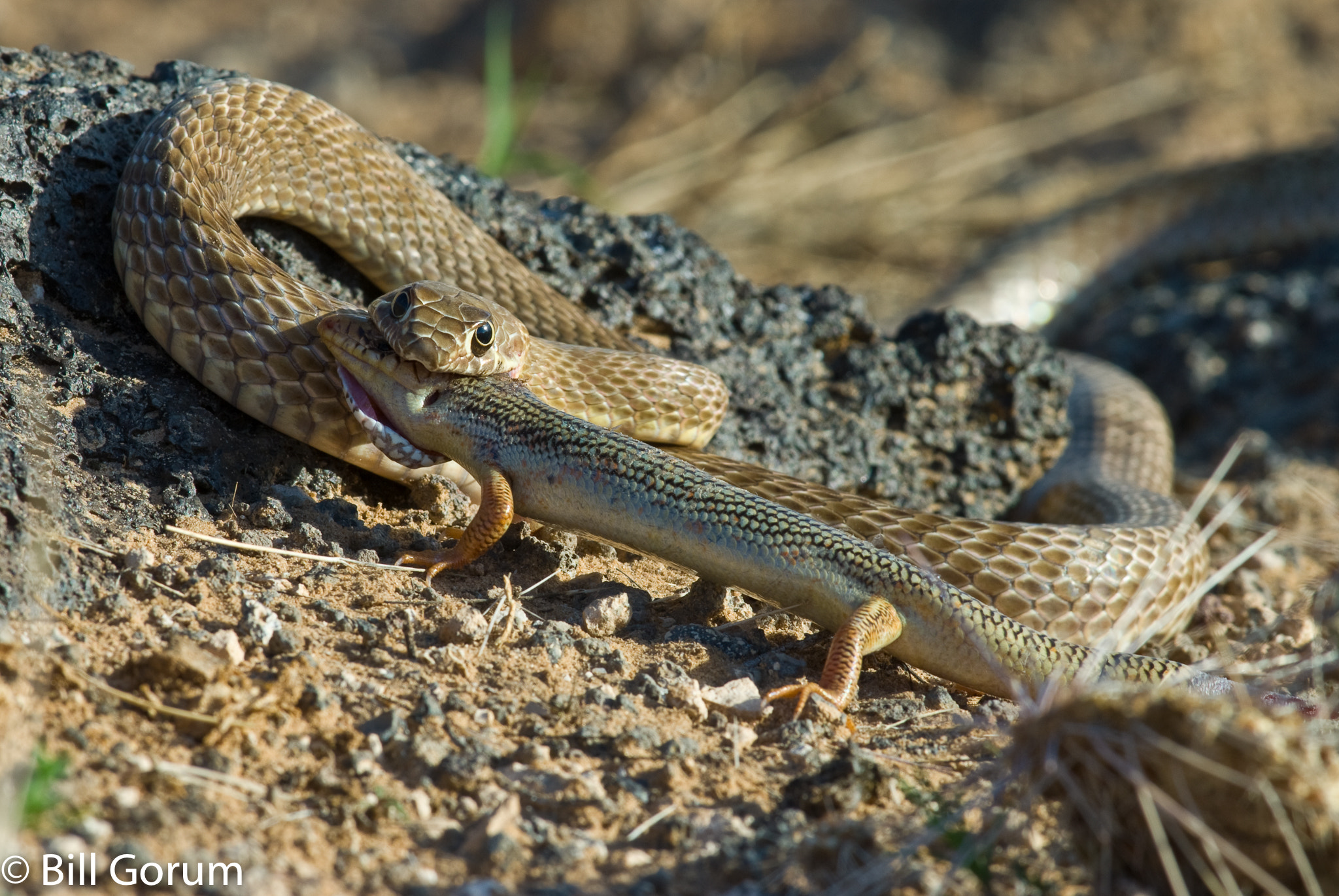 Nikon D200 + Nikon AF-S Nikkor 300mm F4D ED-IF sample photo. Western coachwhip capturing a great plains skink. photography