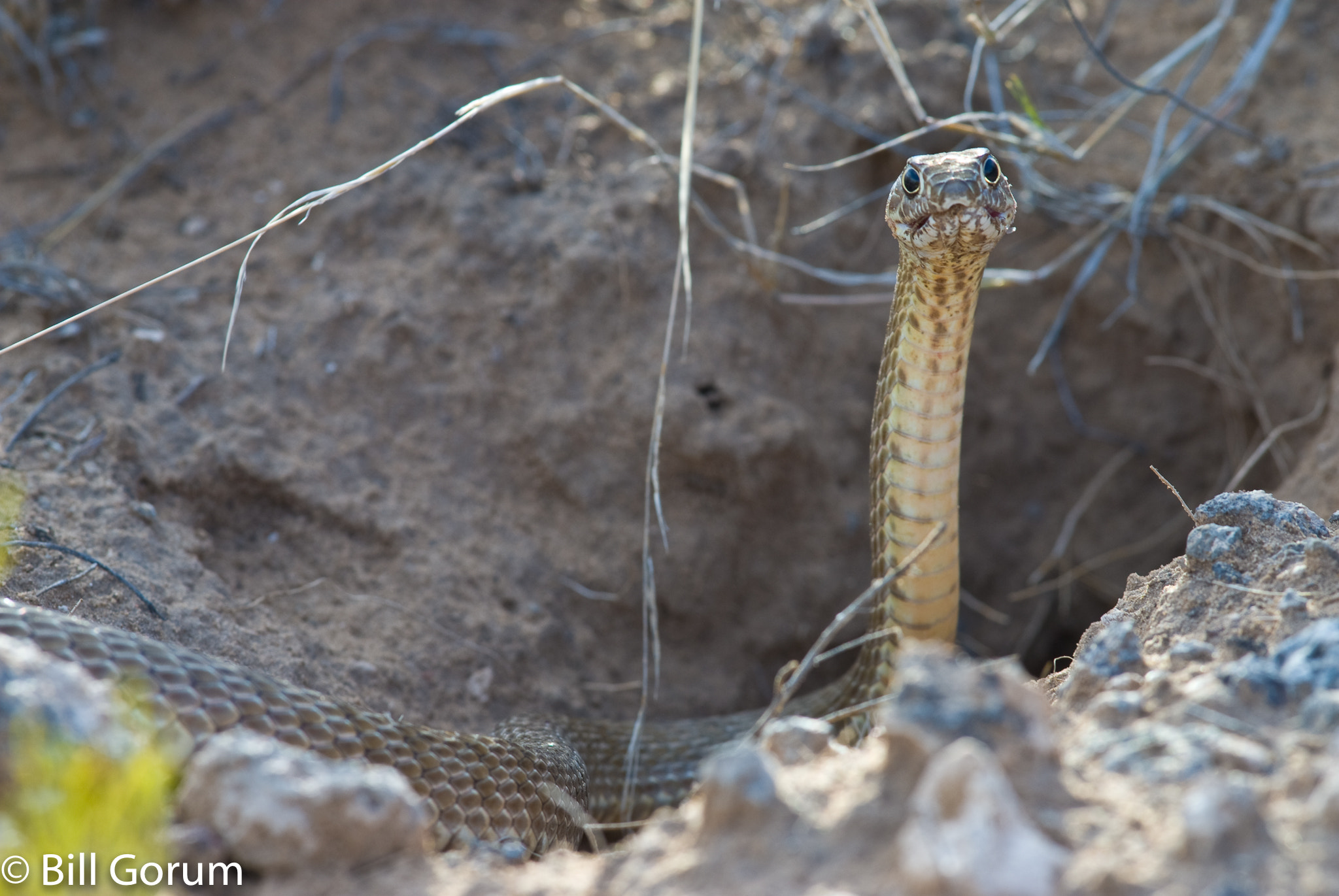 Nikon D200 + Nikon AF-S Nikkor 300mm F4D ED-IF sample photo. Western coachwhip, (coluber flagellum testaceus). photography