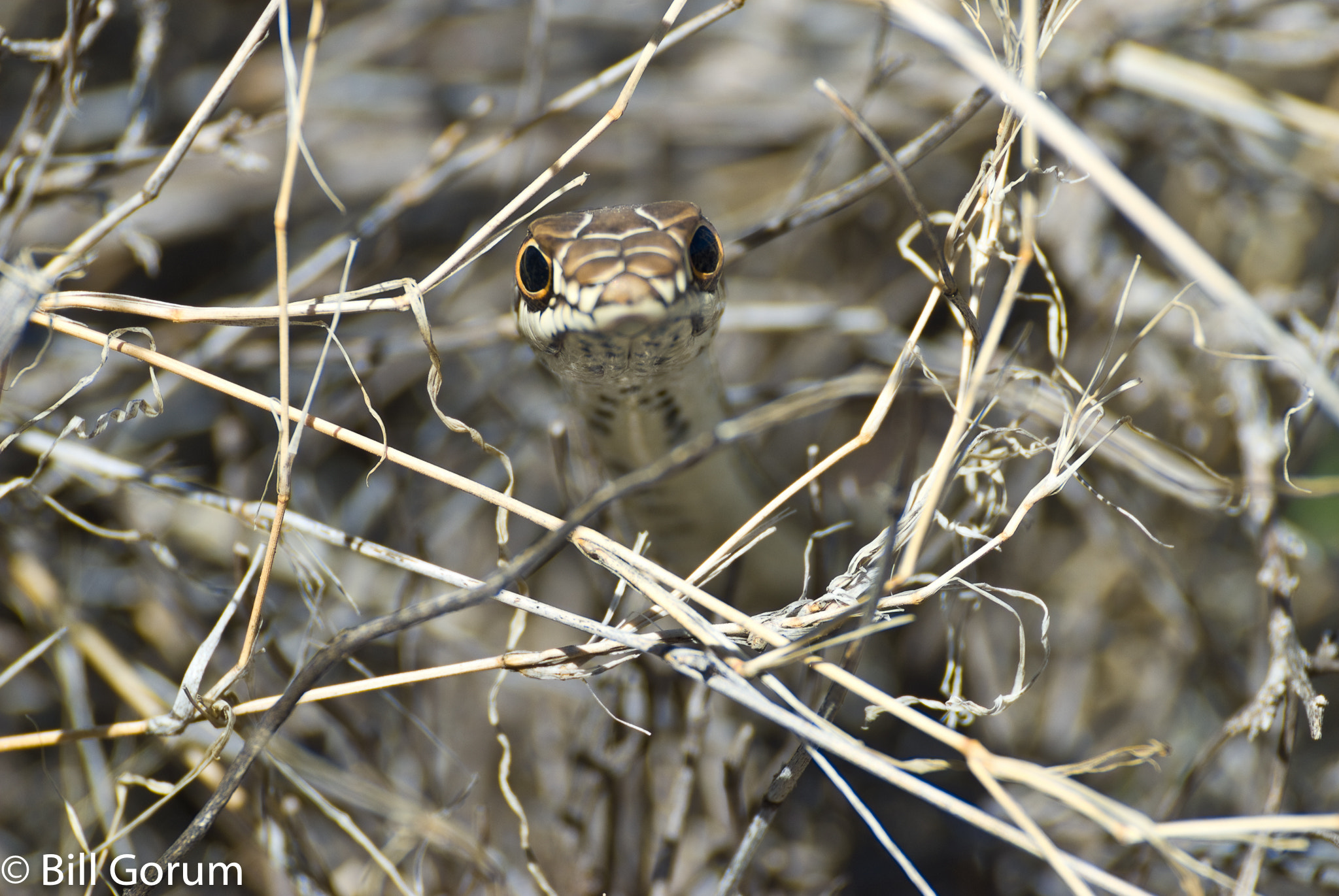 Nikon D200 + Nikon AF-S Nikkor 300mm F4D ED-IF sample photo. Desert striped whipsnake, (coluber t. taeniatus). photography