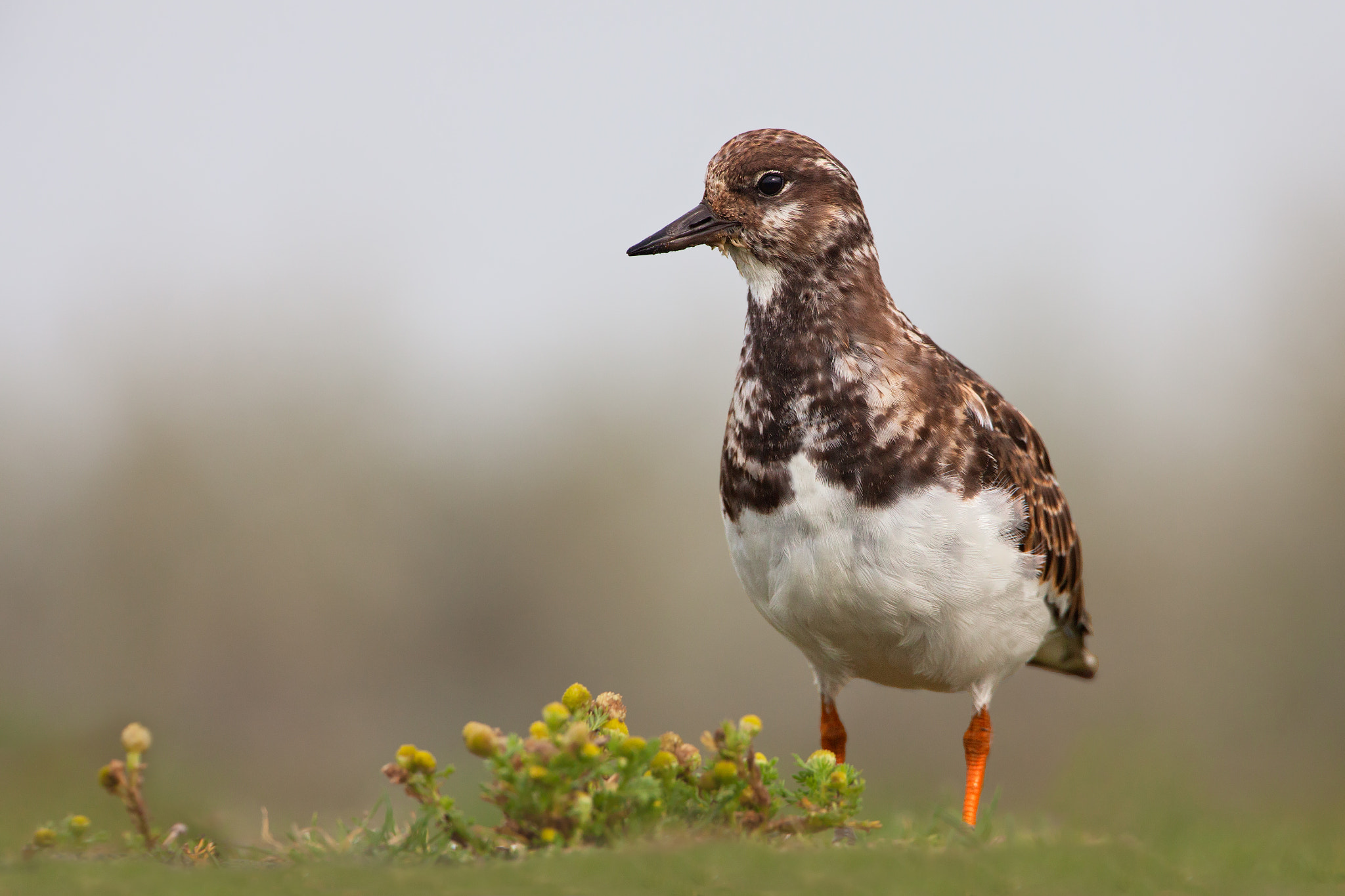 Canon EF 500mm F4L IS USM sample photo. Ruddy turnstone photography
