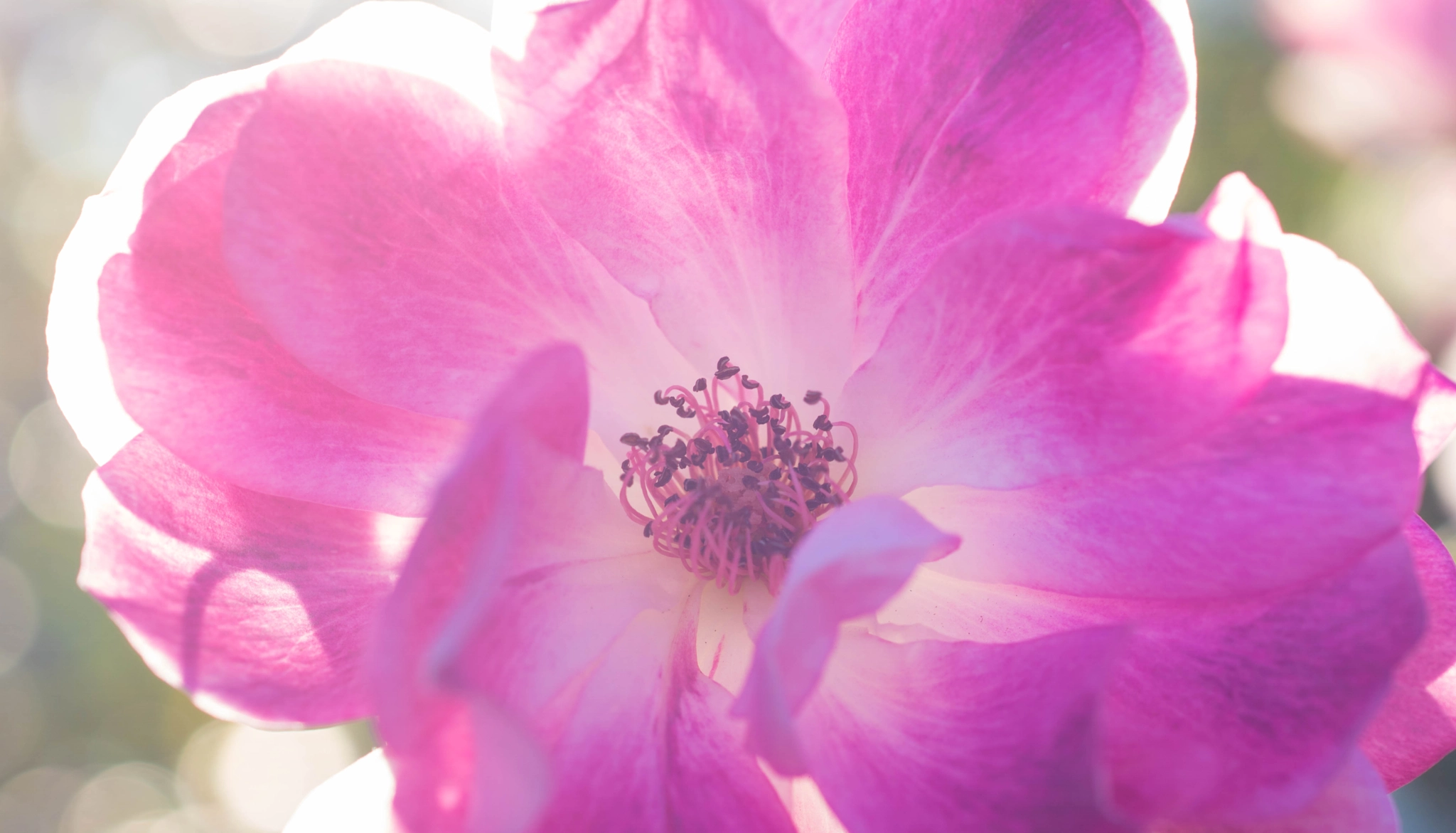 Sony ILCA-77M2 + Sony 50mm F2.8 Macro sample photo. Melody of rose in a higher key photography