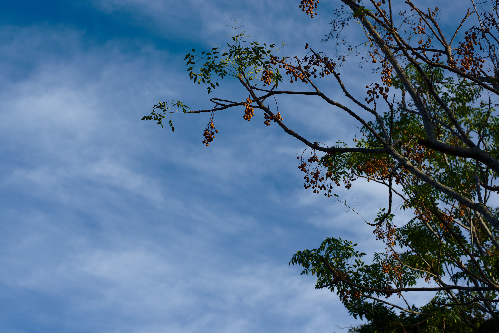 ZEISS Otus 85mm F1.4 sample photo. Ready to flower! photography