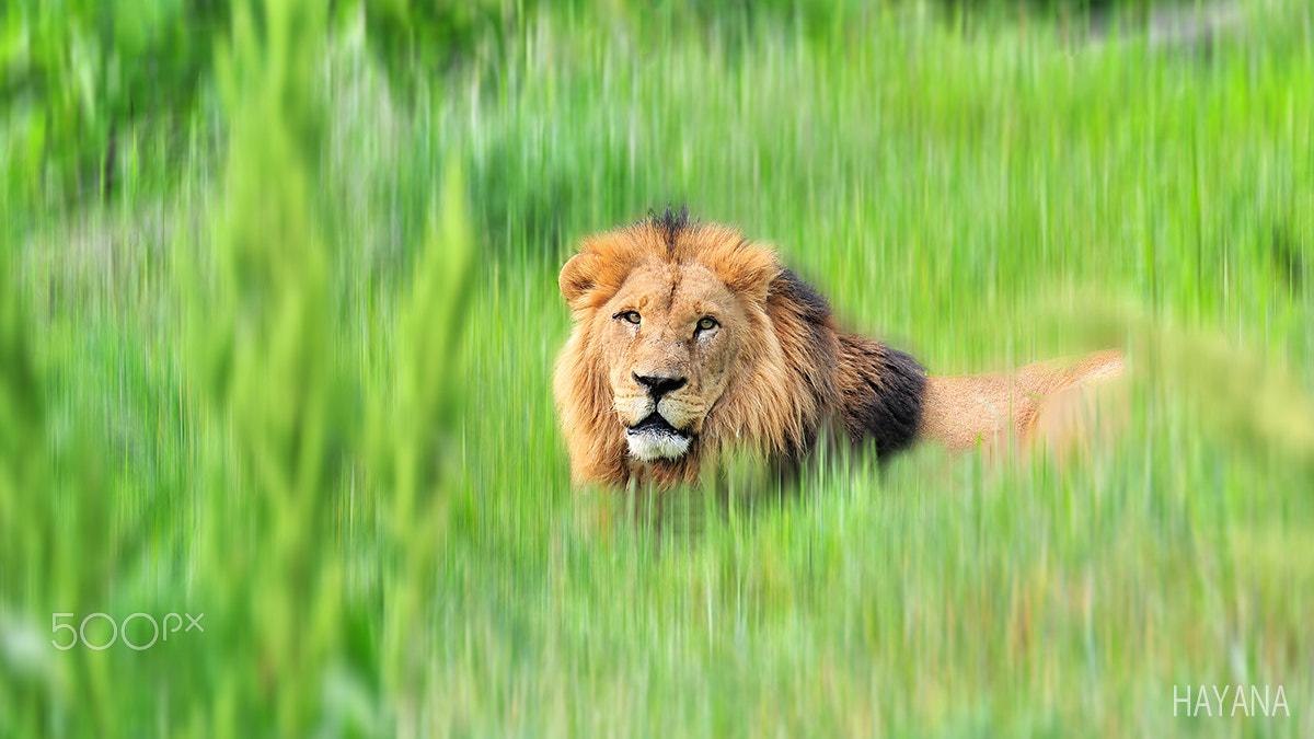 Nikon D3S sample photo. A lion photography