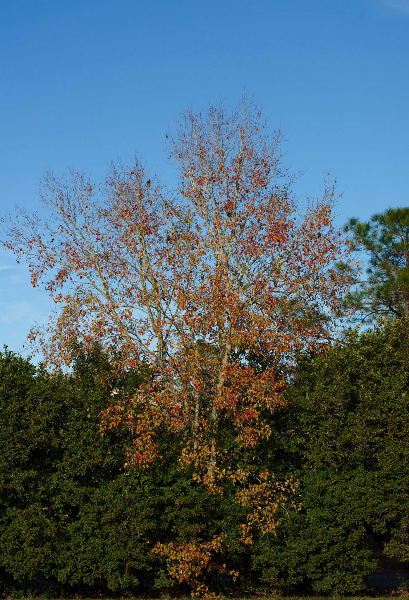 Nikon D810 + ZEISS Otus 85mm F1.4 sample photo. Fall colors during winter! photography