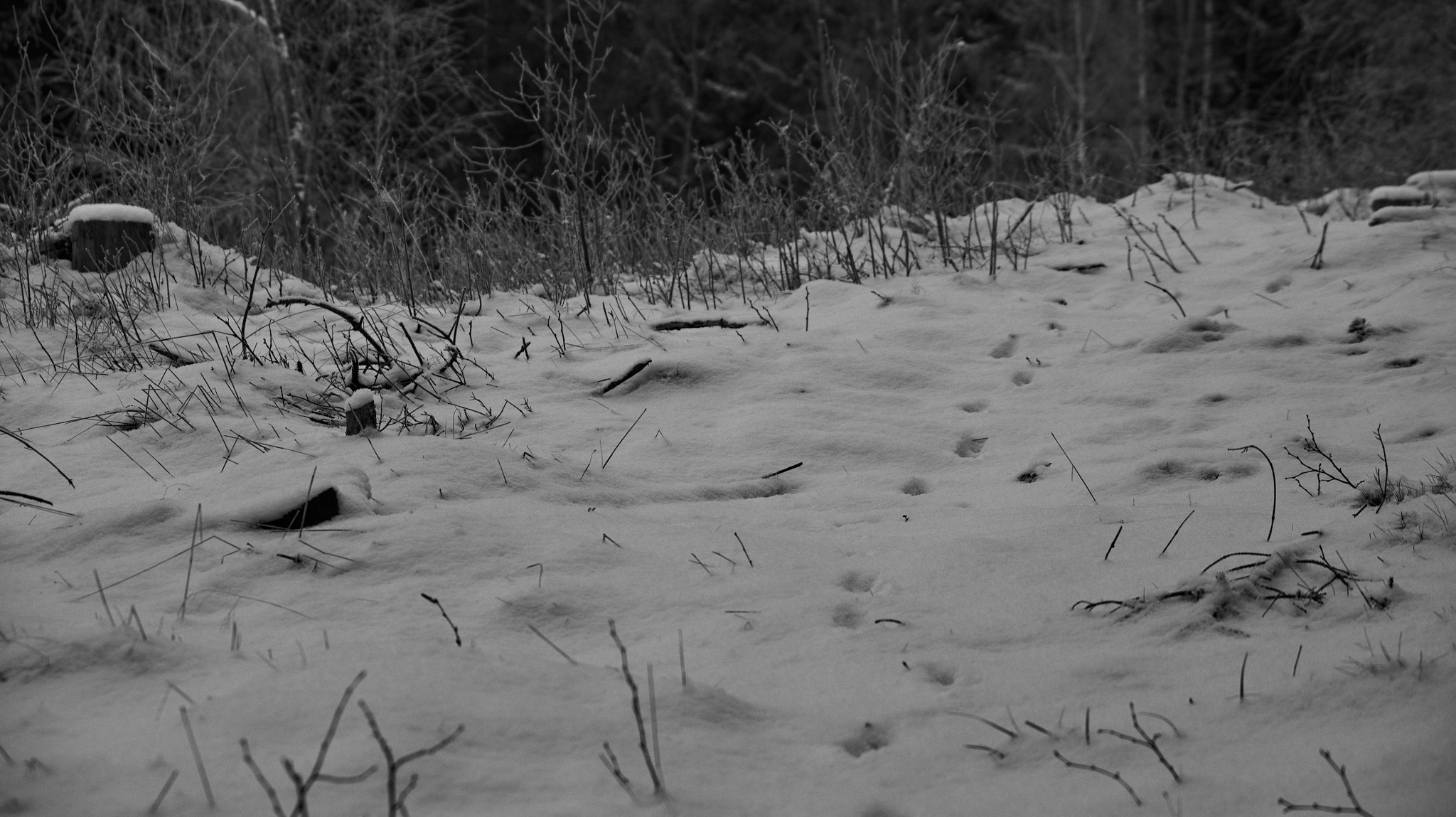 Sony SLT-A33 sample photo. Tiny tracks photography