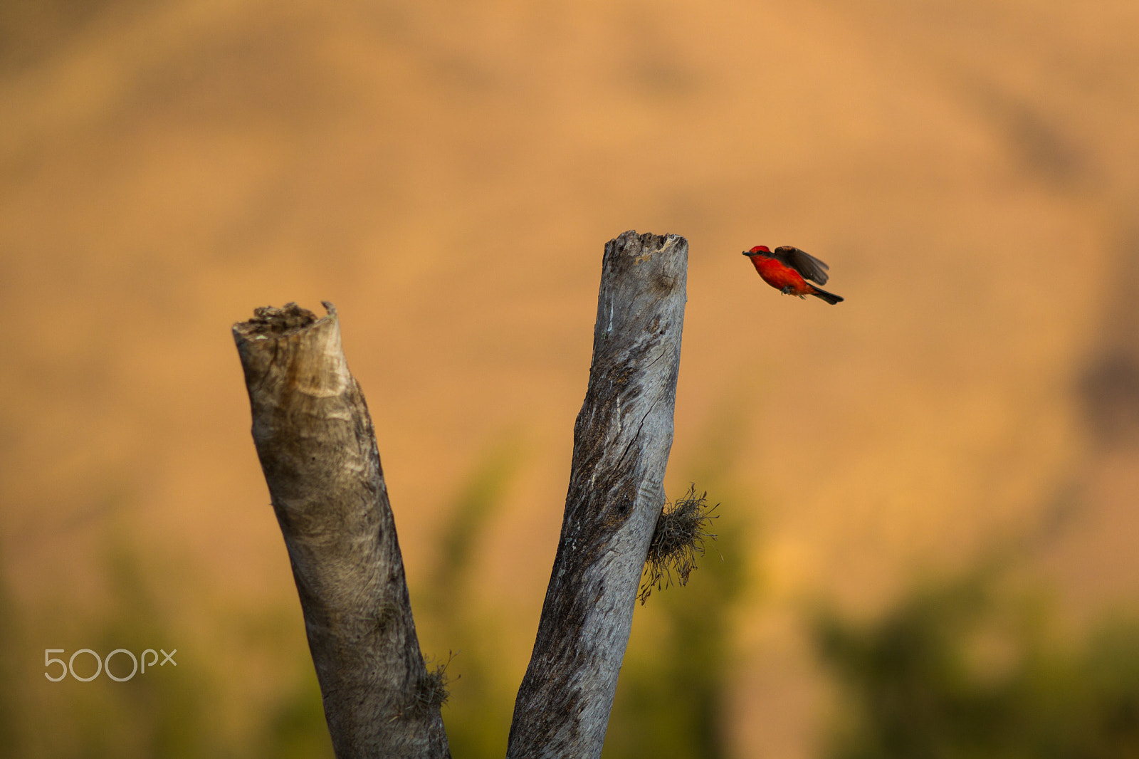Canon EOS 60D + Canon EF 200mm F2.8L II USM sample photo. Titiribí on the fly photography