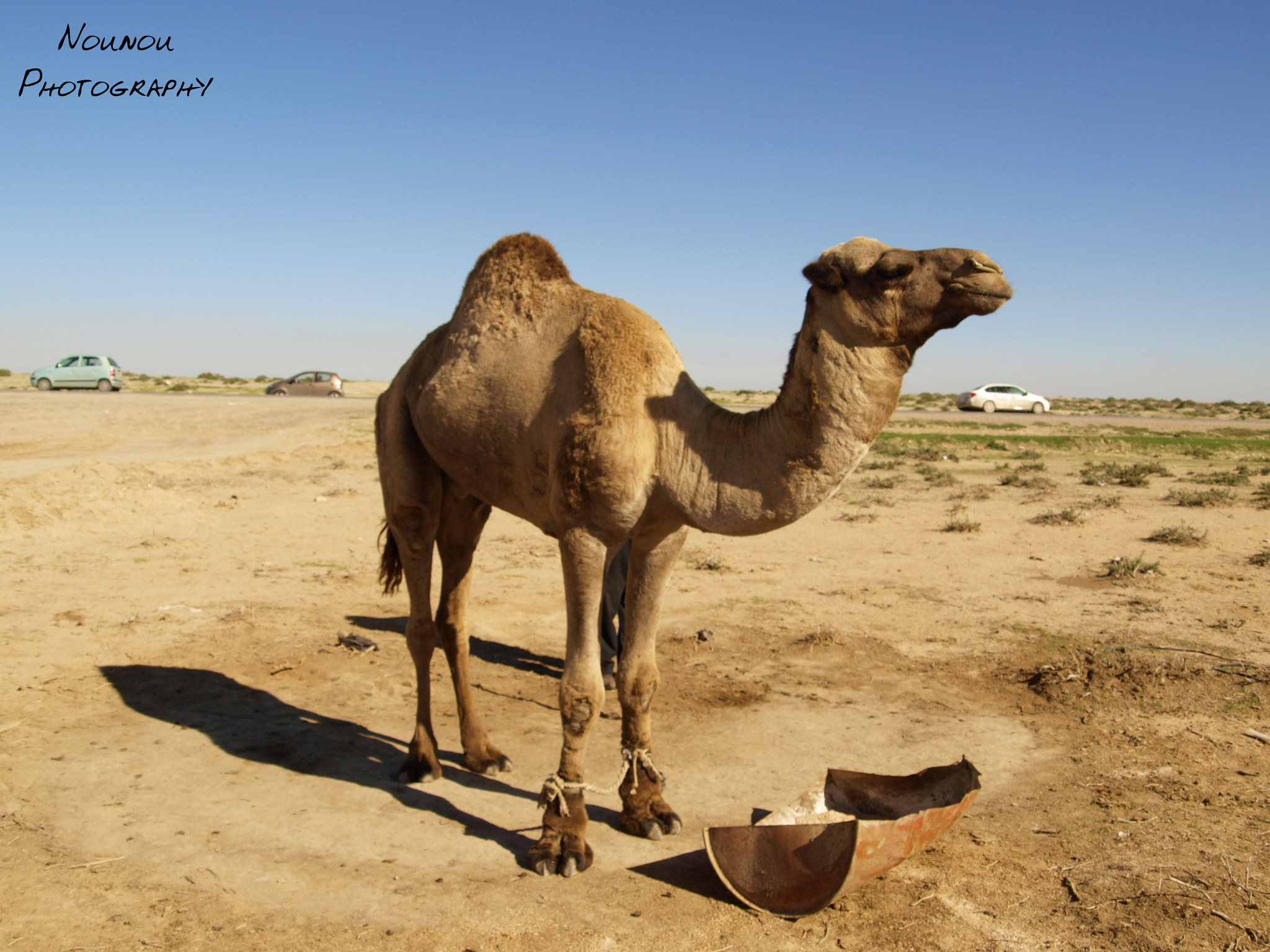 Olympus Zuiko Digital 17.5-45mm F3.5-5.6 sample photo. Algerian camal photography