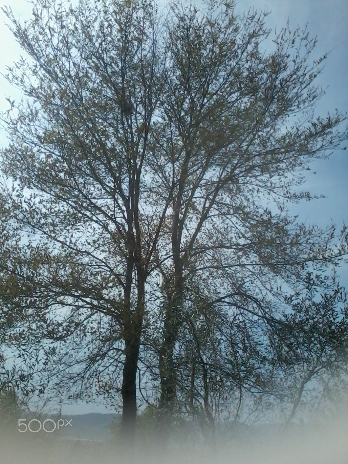 Samsung Galaxy Y sample photo. The tree i grew under photography