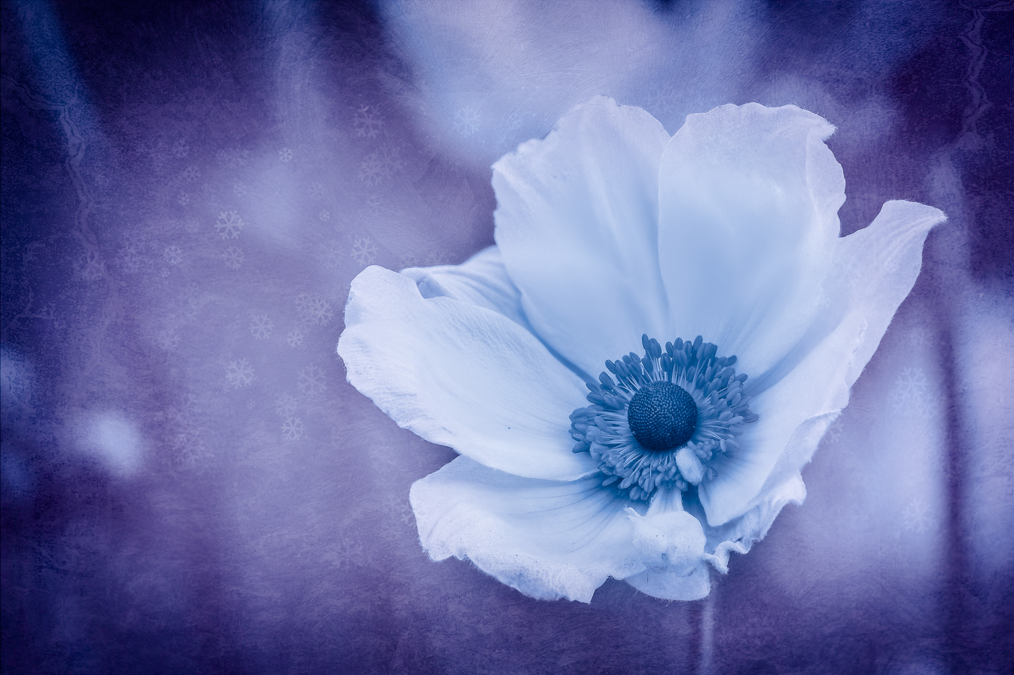 100mm F2.8 G SSM OSS sample photo. Frosty queen photography