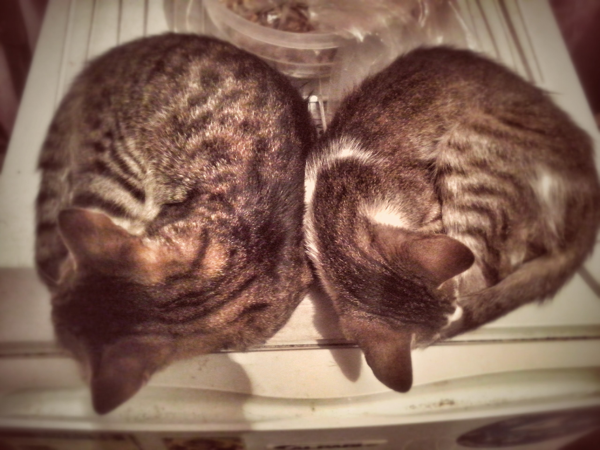 LG OPTIMUS L5 II sample photo. ~ photography