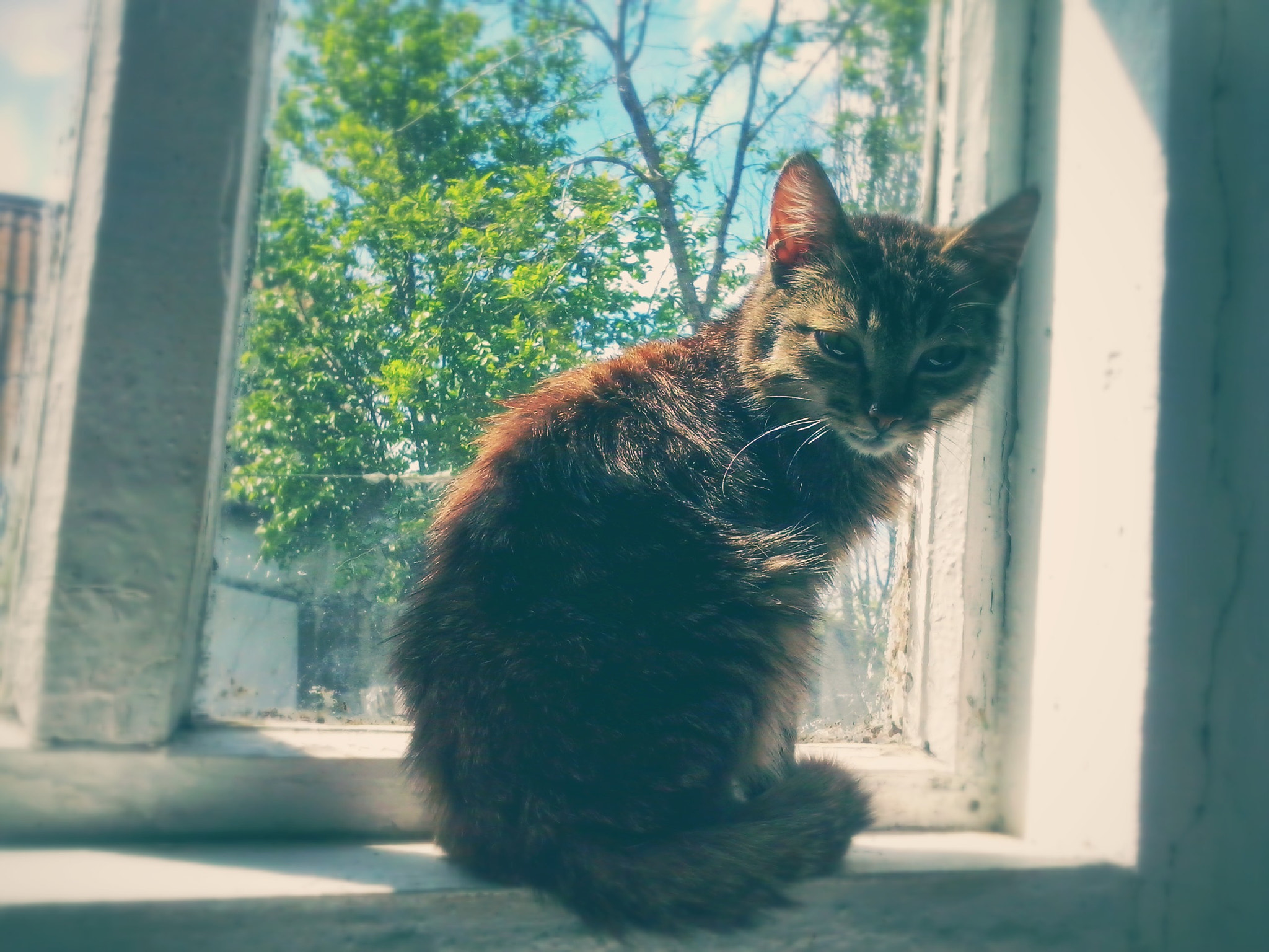 LG OPTIMUS L5 II sample photo. ~ photography