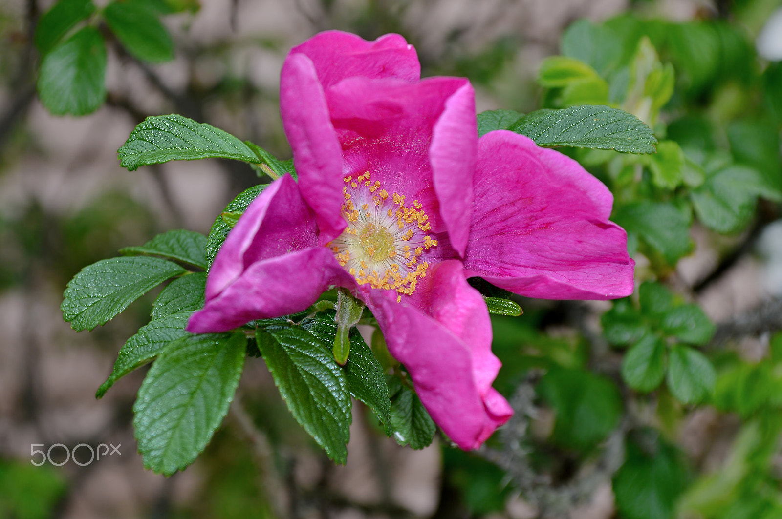 Sigma 18-200mm F3.5-6.3 II DC OS HSM sample photo. Pink rose in bloom photography