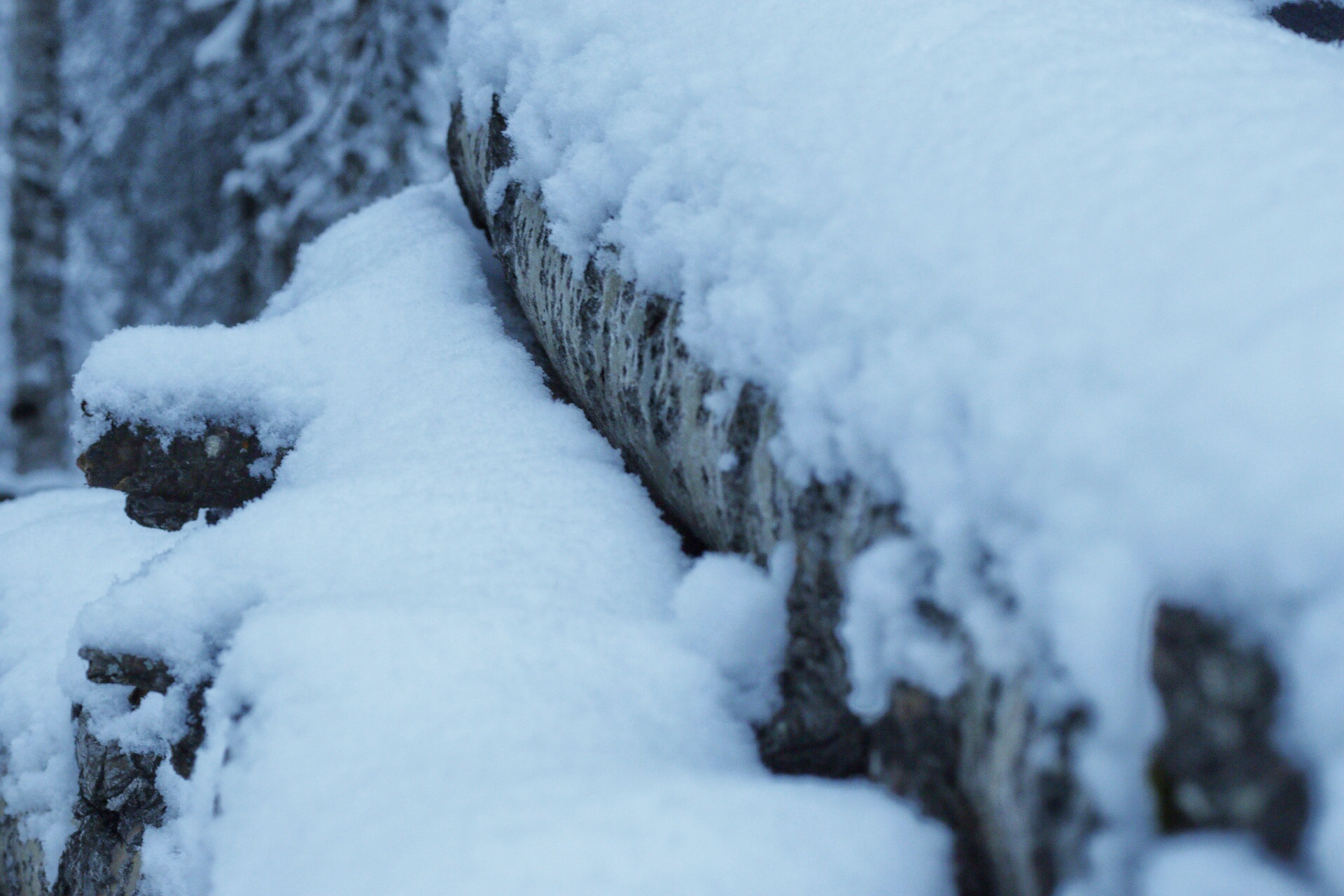 Canon EF 50mm F1.8 STM sample photo. Snowy logs photography