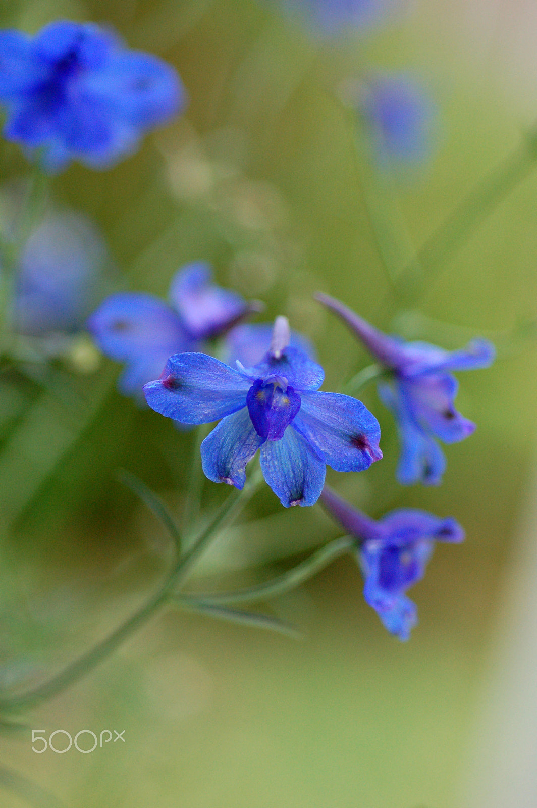 Nikon D50 + Nikon AF Micro-Nikkor 60mm F2.8D sample photo. Blue bells photography