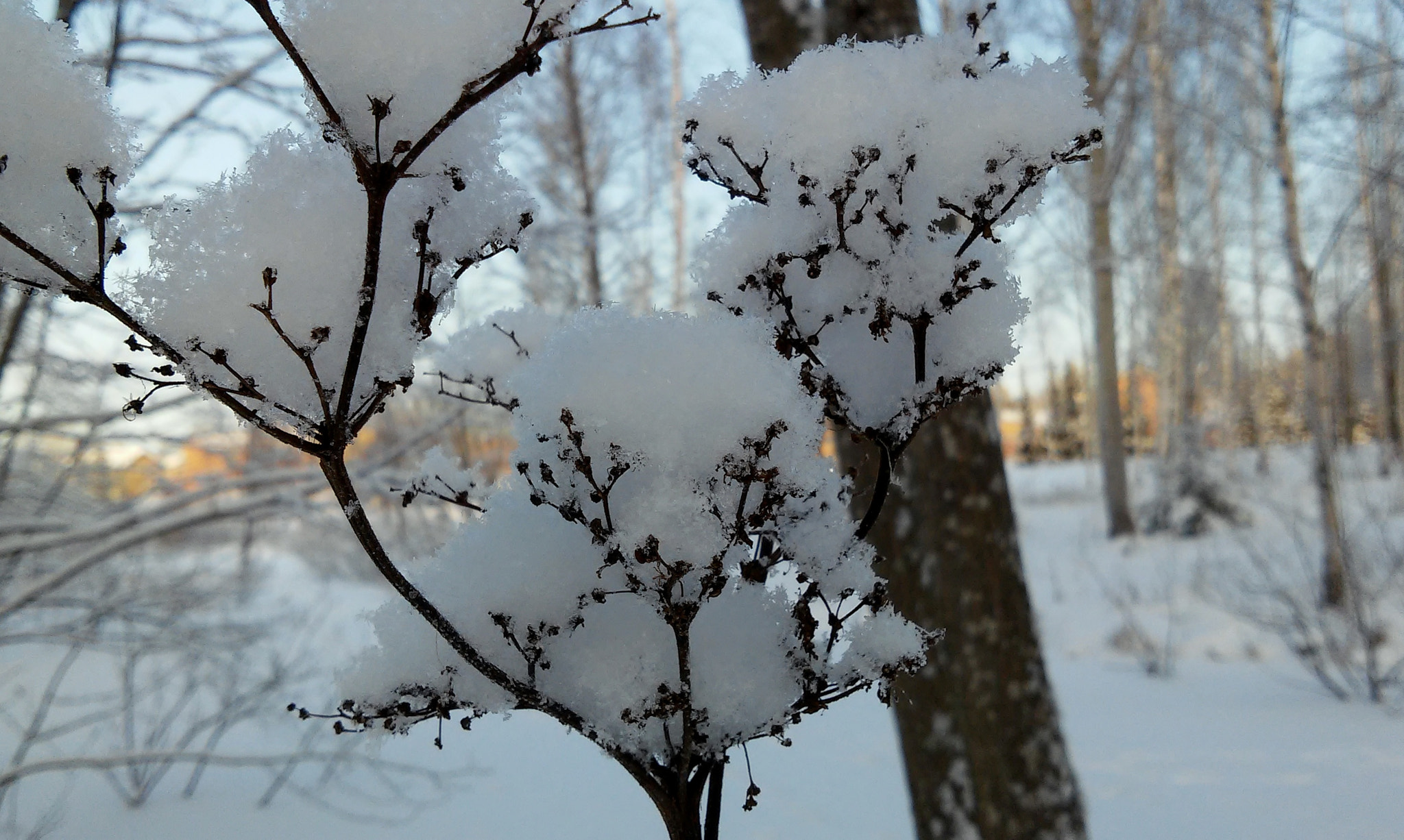 LG L90 sample photo. Winter photography