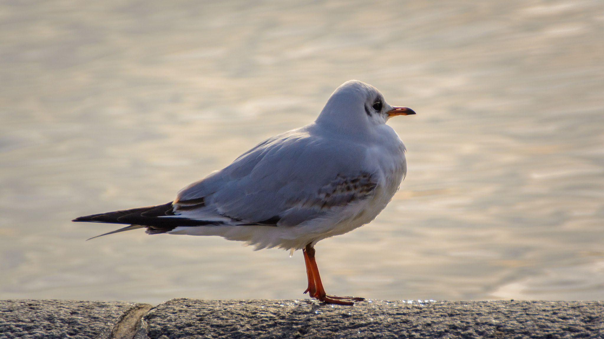 Sigma 18-250mm F3.5-6.3 DC OS HSM sample photo. Lachmöwe photography