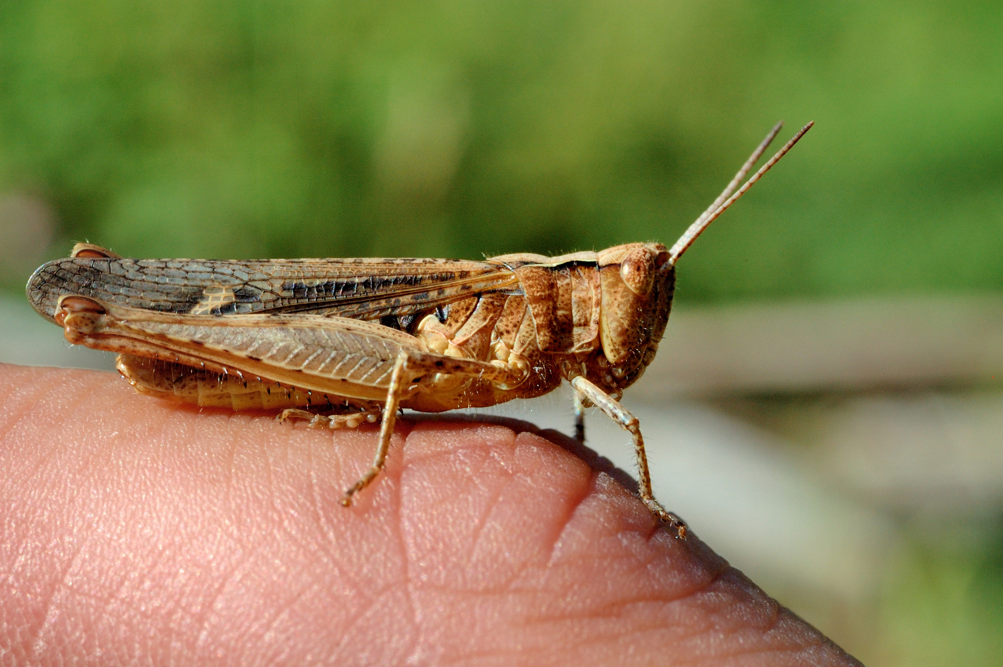 Nikon D70 + Sigma 50mm F2.8 EX DG Macro sample photo. Grasshopper on finger photography