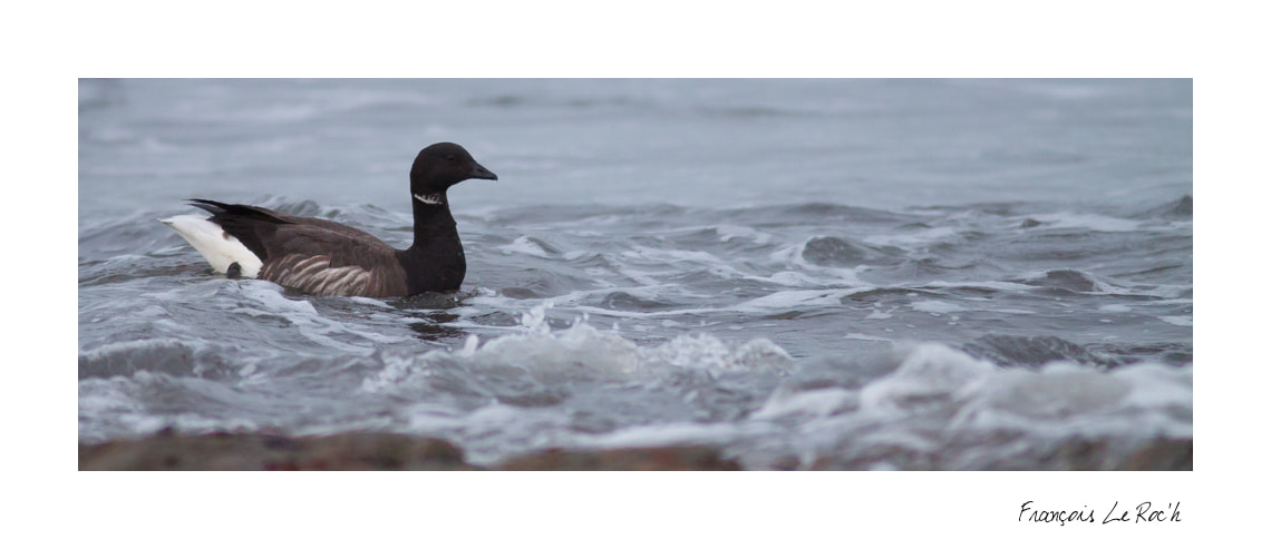 Canon EF 300mm F4L IS USM sample photo. Bernache photography