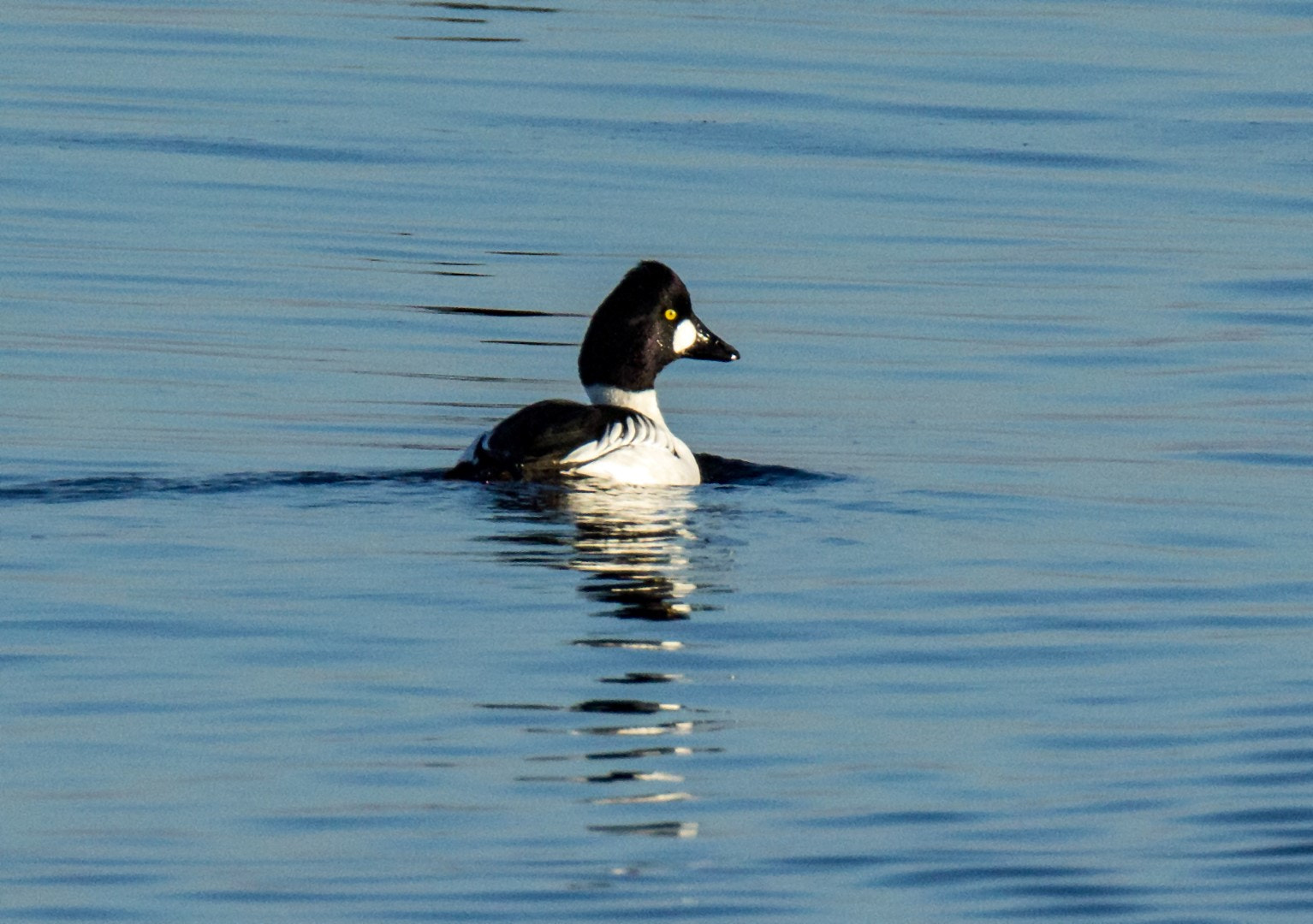 Tamron SP 150-600mm F5-6.3 Di VC USD sample photo. Tufted duck photography