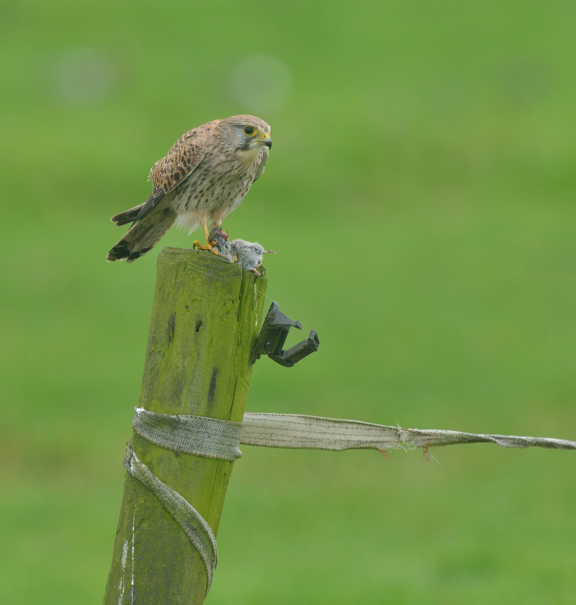 Nikon AF-S Nikkor 400mm F2.8D ED-IF II sample photo. Torenvalk photography