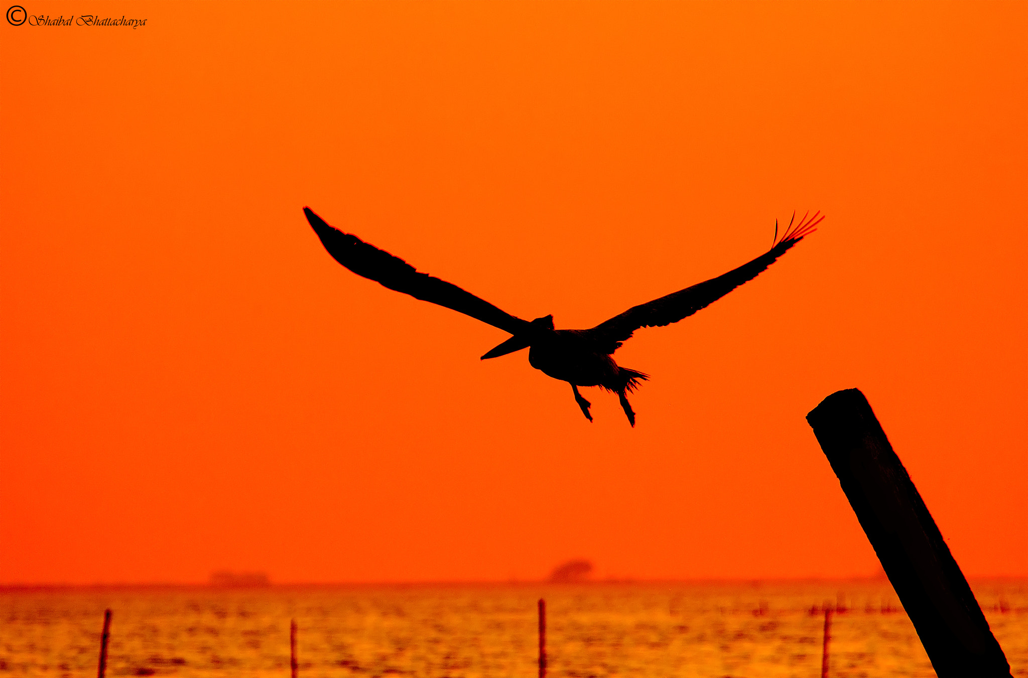 Canon EF 70-200mm F4L USM sample photo. Pelican takes off photography