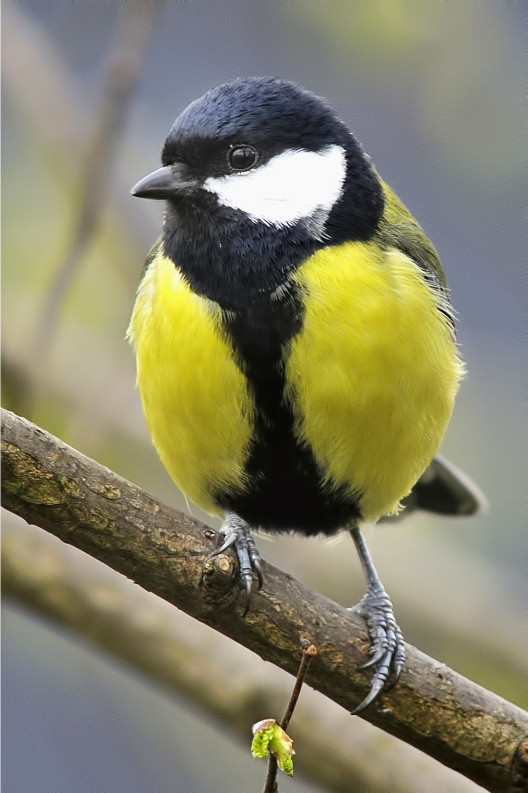 Nikon AF-S Nikkor 300mm F2.8G ED VR II sample photo. Great tit photography