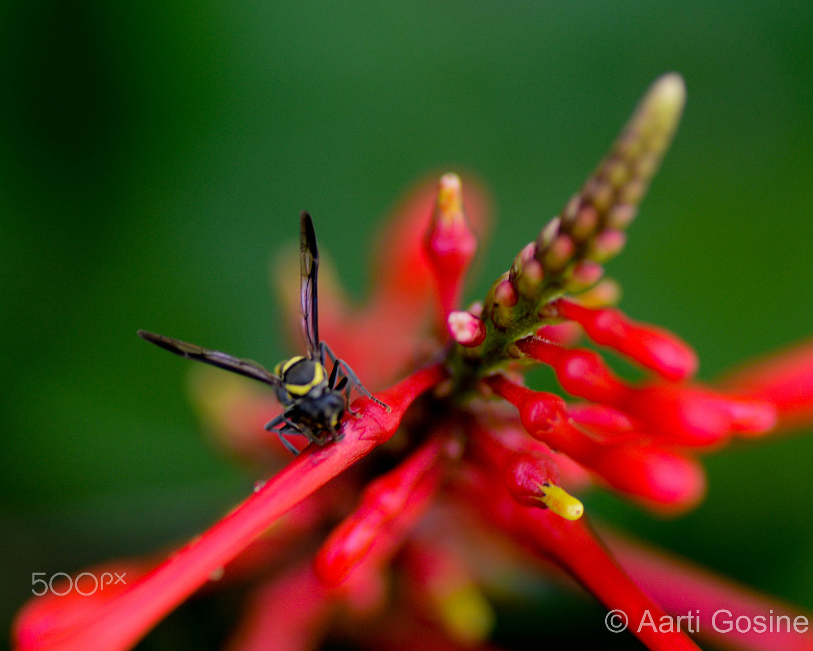 Nikon D3200 + Tamron SP 90mm F2.8 Di VC USD 1:1 Macro sample photo. Wasp feeding on nectar photography