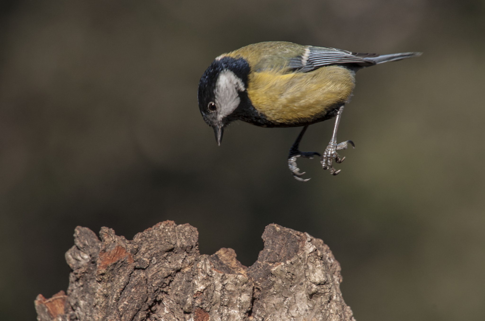 Sigma 50-500mm F4.5-6.3 DG OS HSM sample photo. Saltarin photography