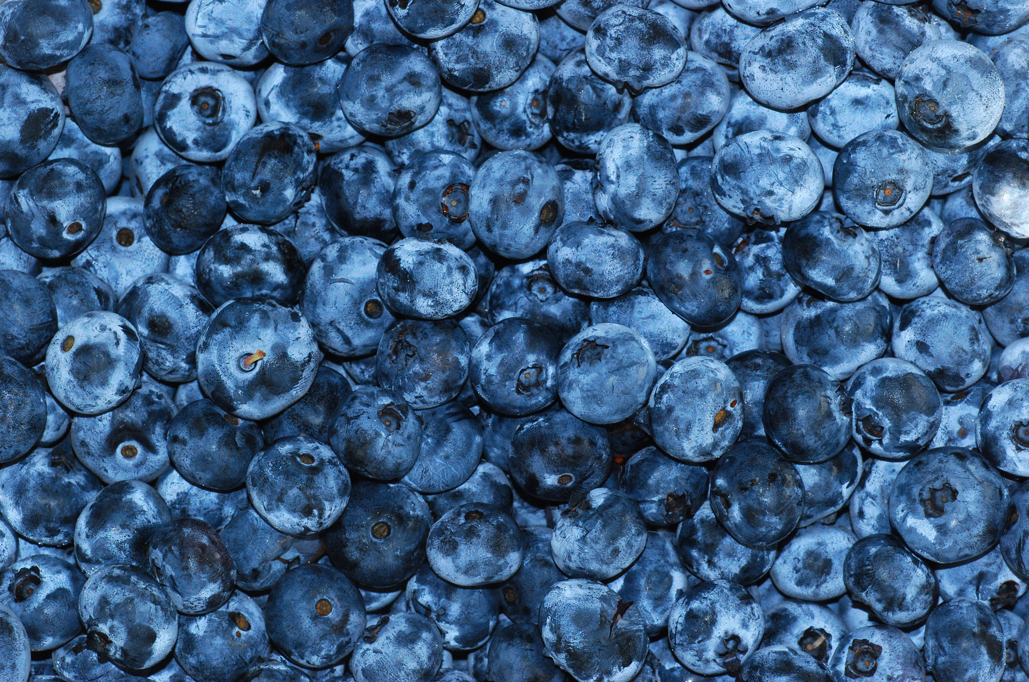Nikon D40X sample photo. Blueberries photography