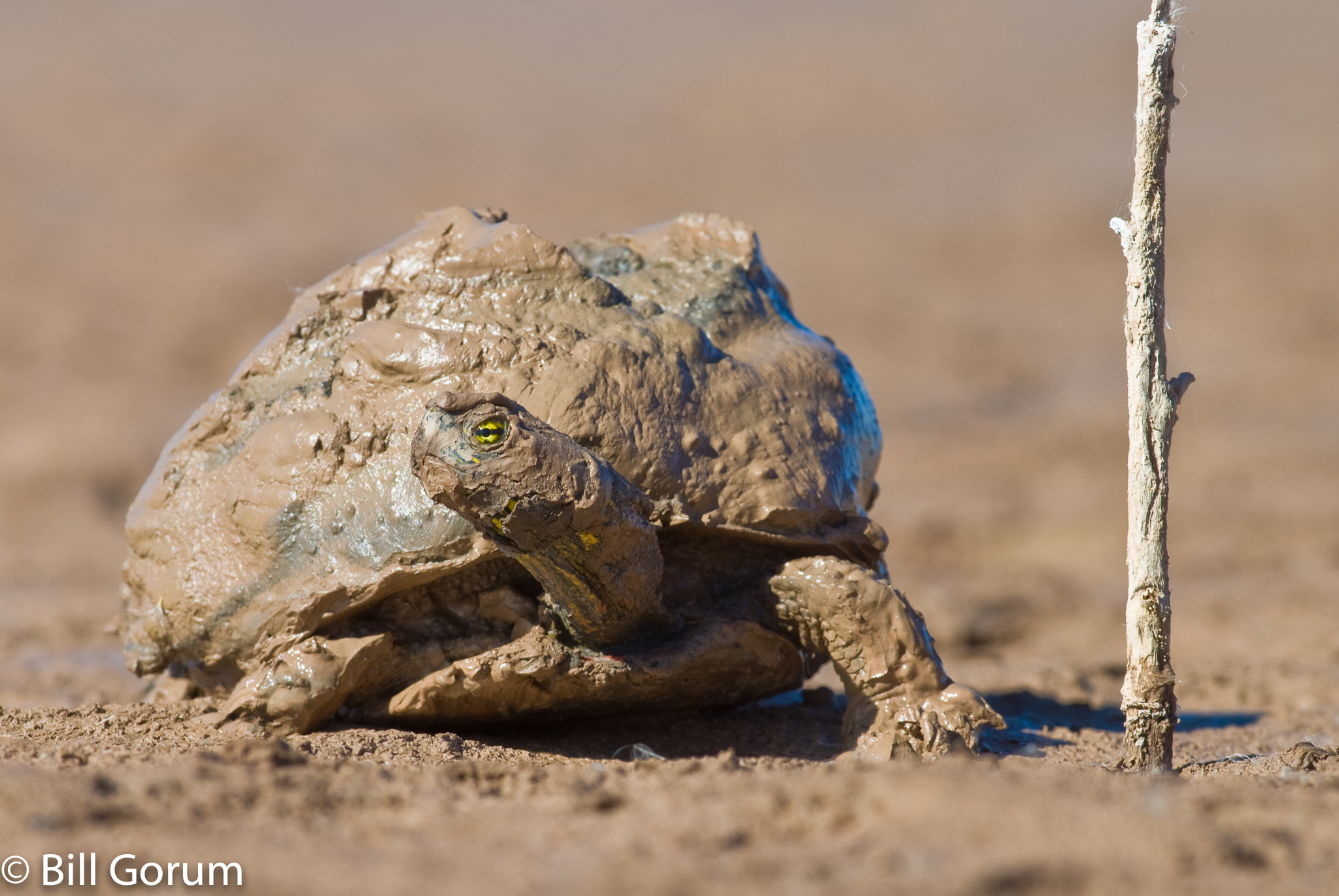 Nikon D200 + Nikon AF-S Nikkor 300mm F4D ED-IF sample photo. Western painted turtle leaving a drying marsh. photography