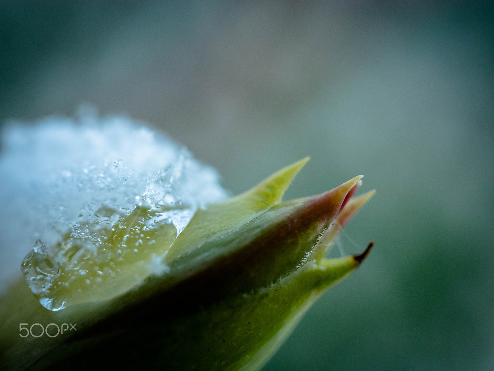 Panasonic Lumix G Macro 30mm F2.8 ASPH Mega OIS sample photo. Makro snow photography