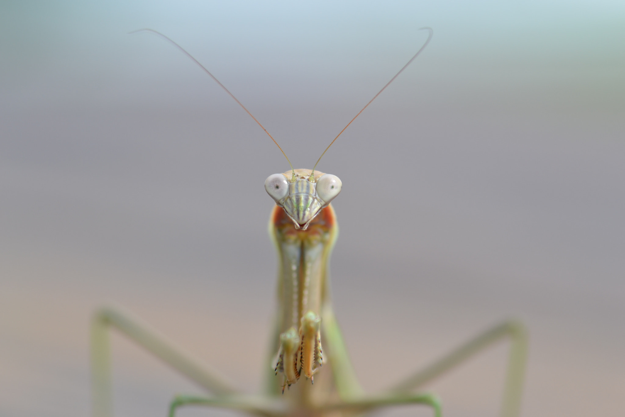 Nikon D3100 + Sigma 105mm F2.8 EX DG Macro sample photo. Macro mantis photography