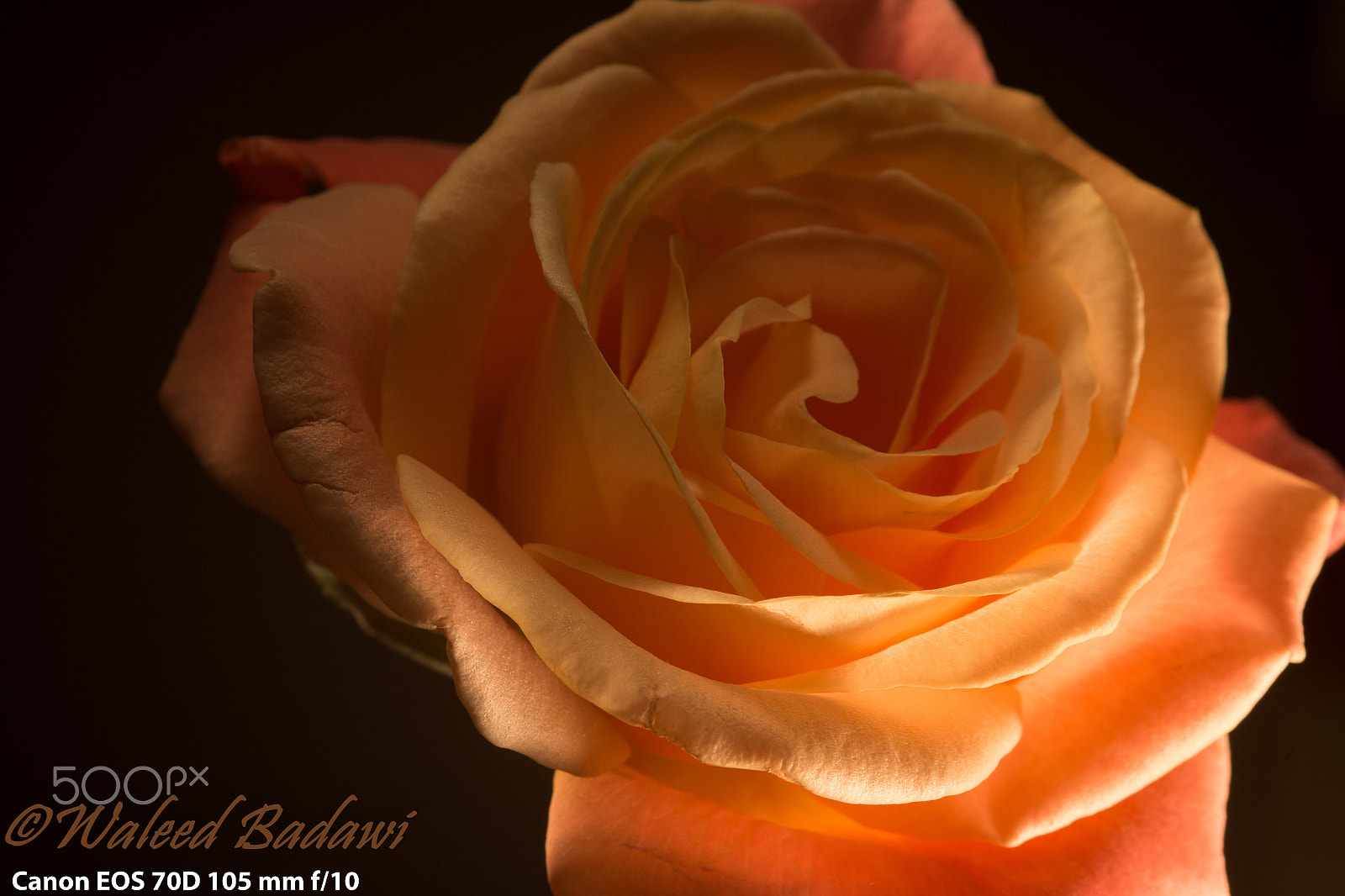 Canon EOS 70D + Sigma 105mm F2.8 EX DG Macro sample photo. For granny photography